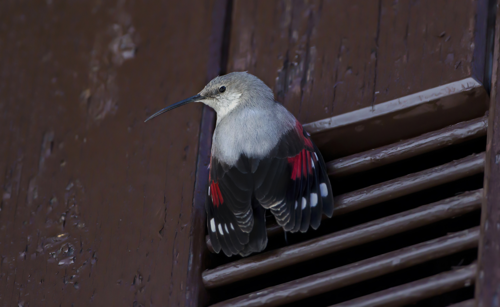 la posizione dello scarabeo, picchio muraiolo