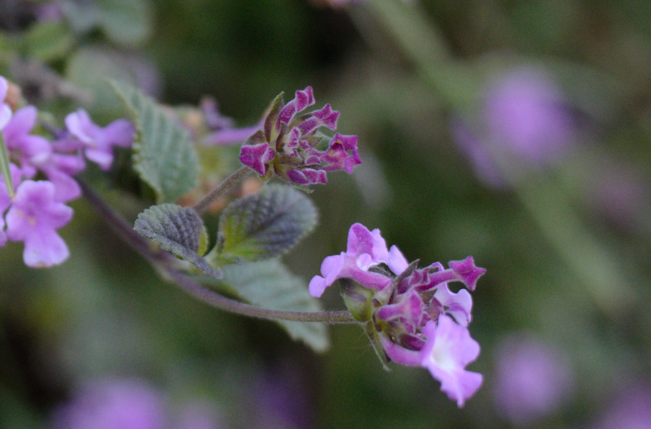 Detail of flowers