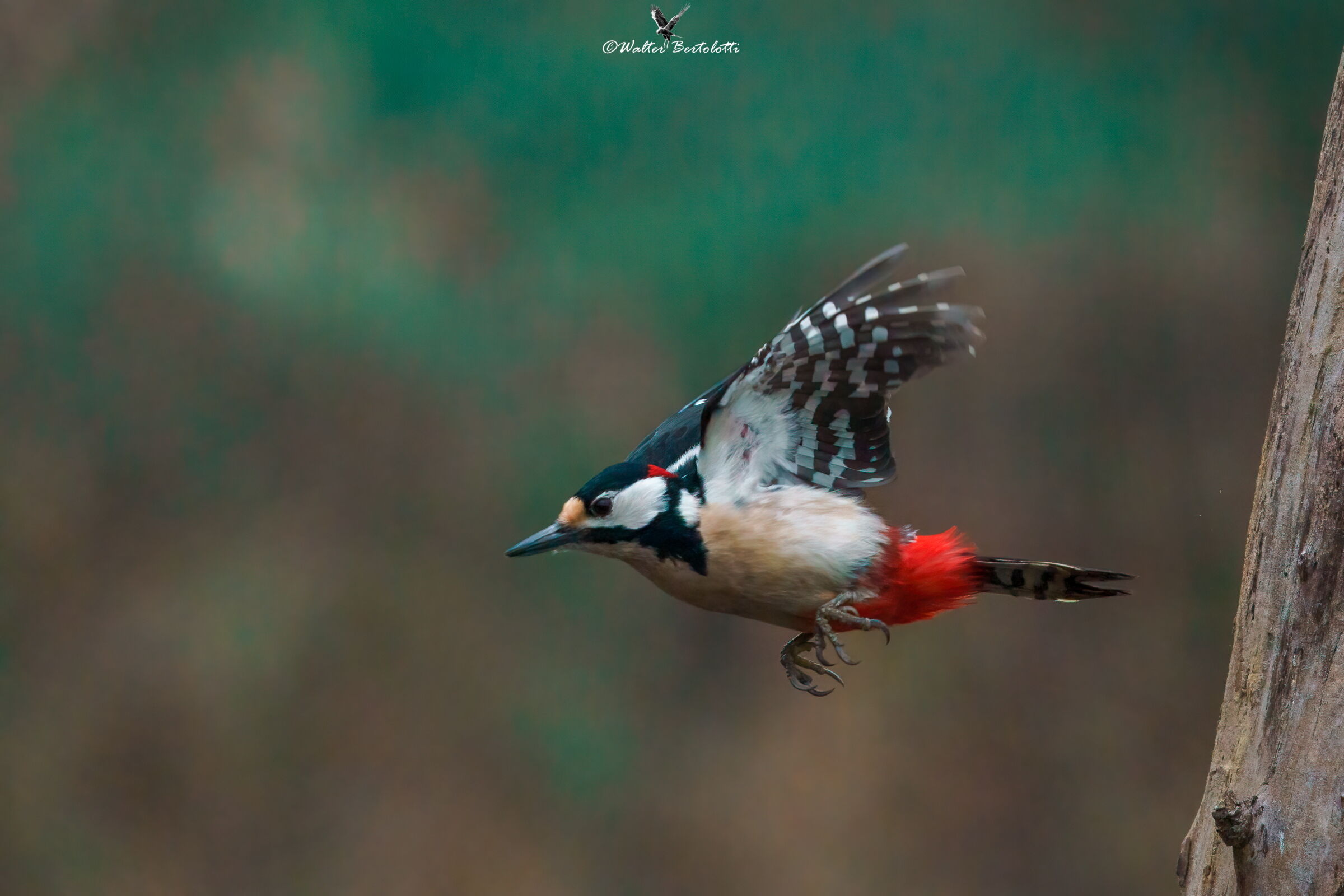 Greater red woodpecker