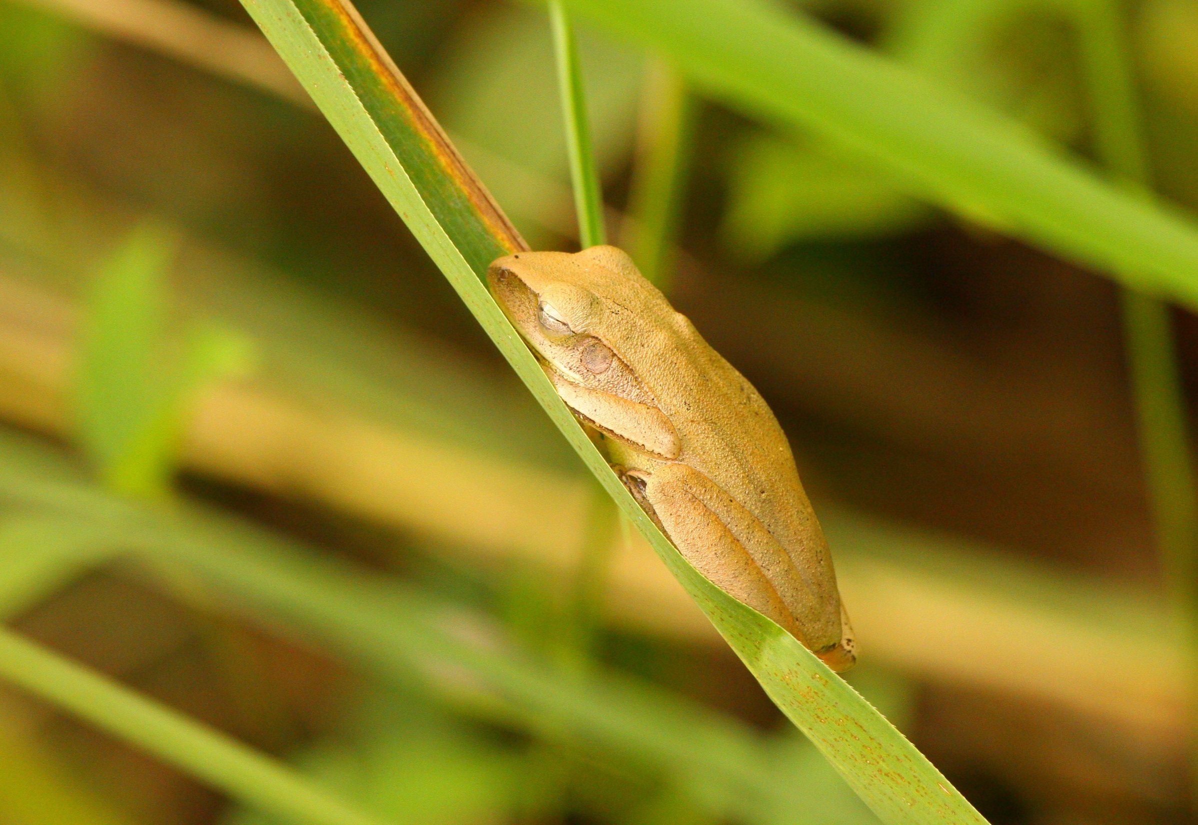 Una rana addormentata
