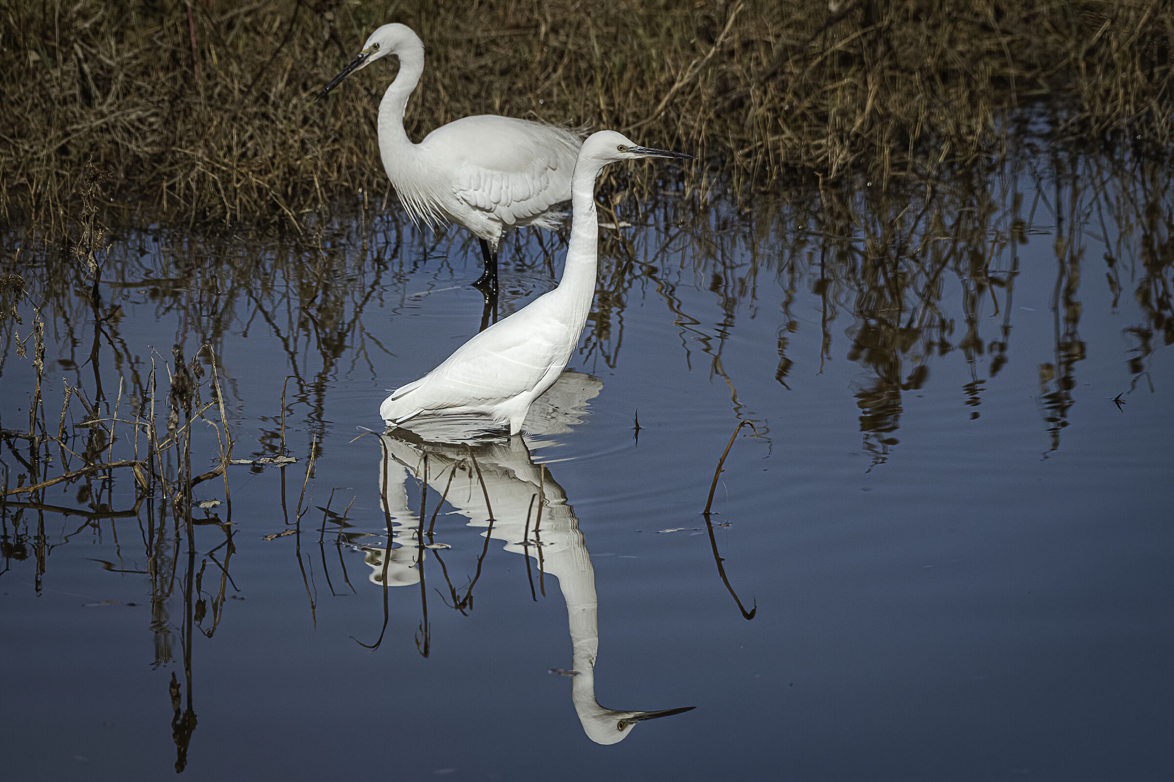 Passeggiando nello stagno