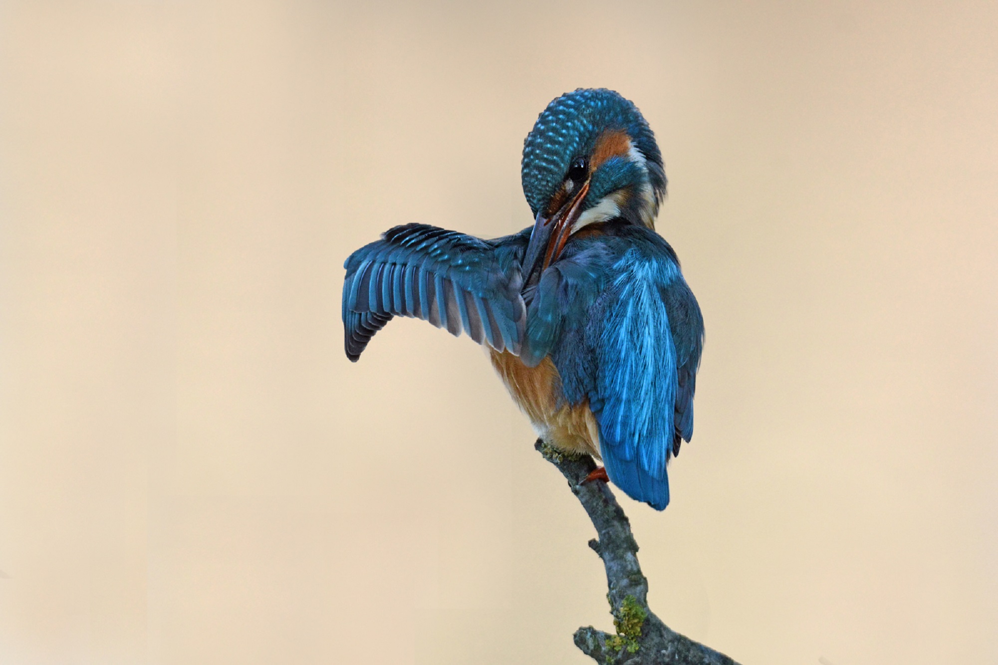 Kingfisher in backlight