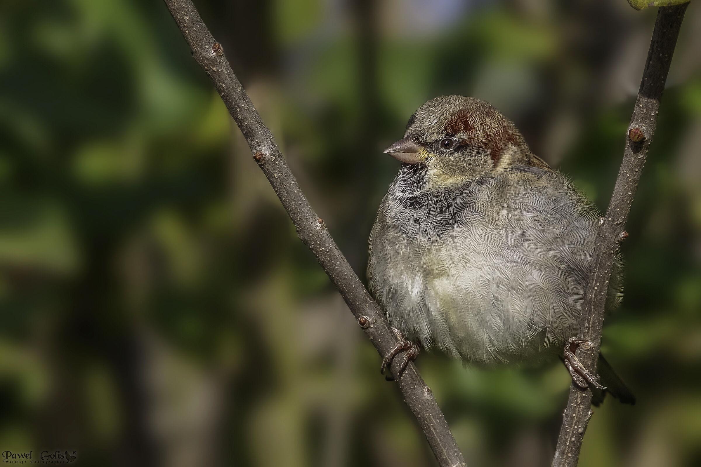 Passero domestico (Passer domesticus)