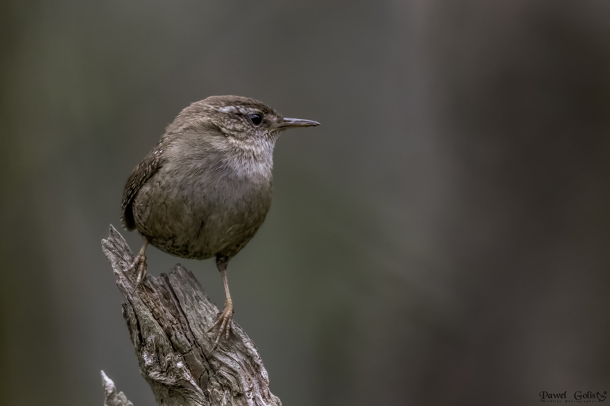 Scricciolo eurasiatico (Troglodytes troglodytes)