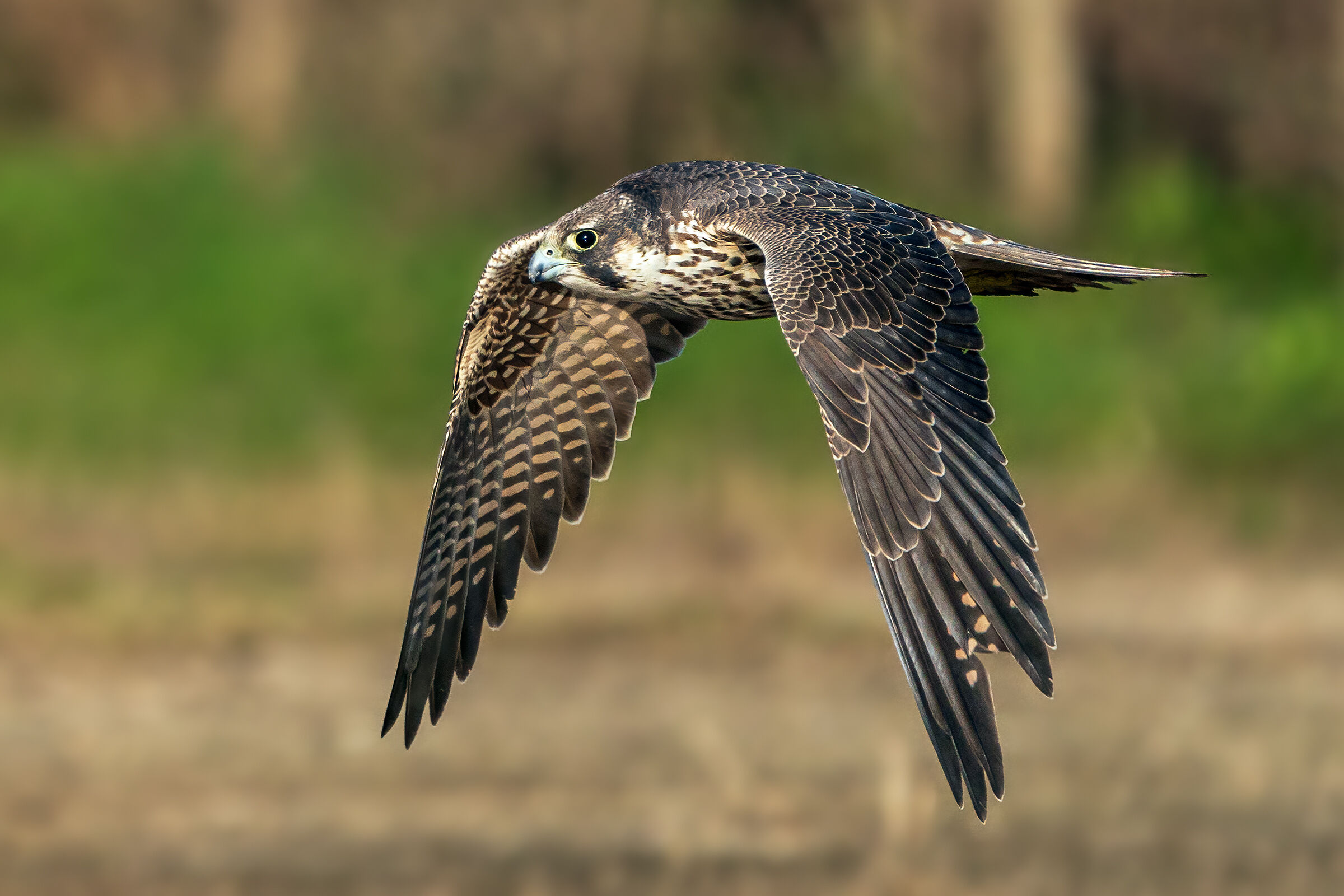 Falco pellegrino Calidus
