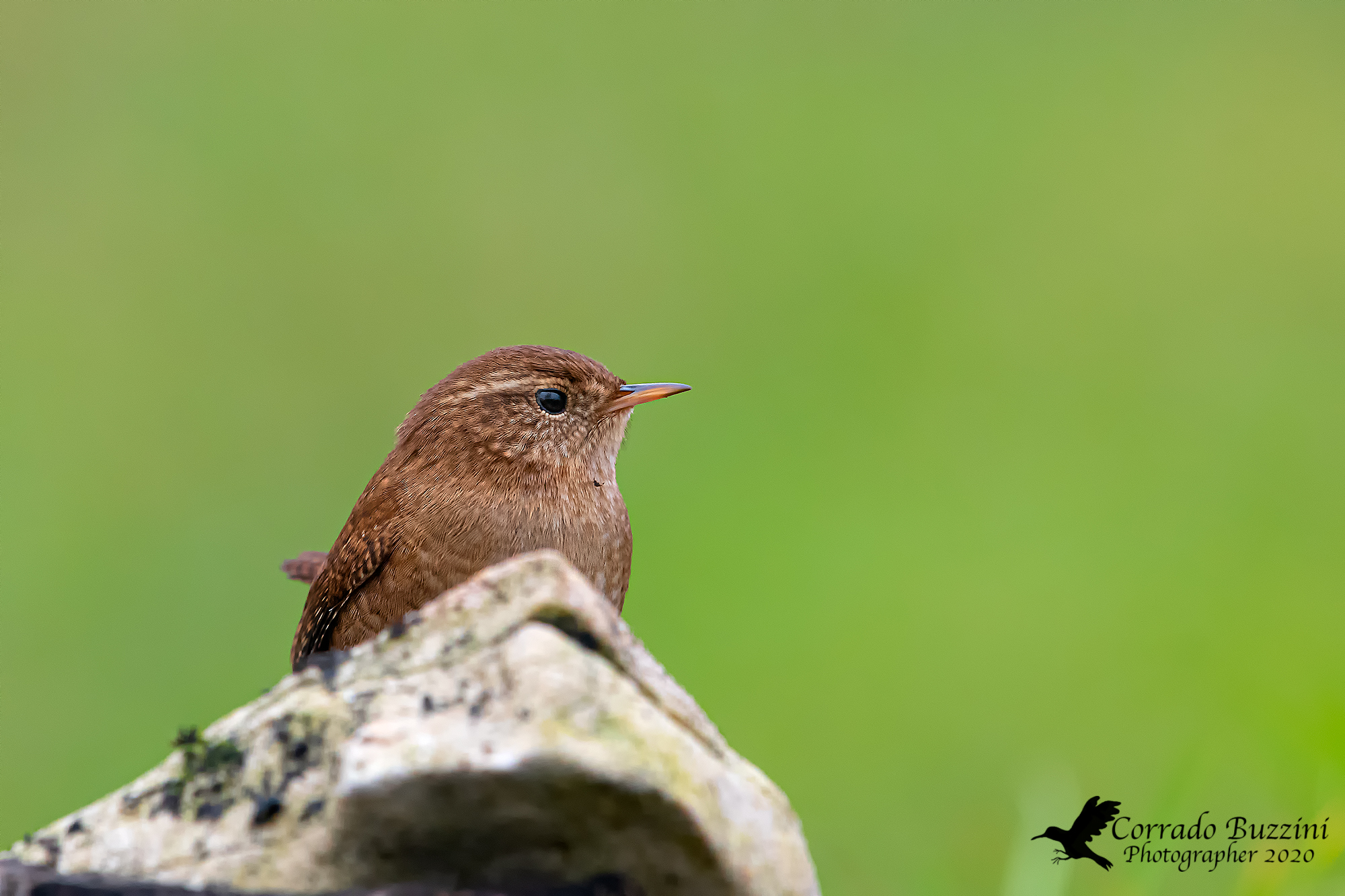 Wren