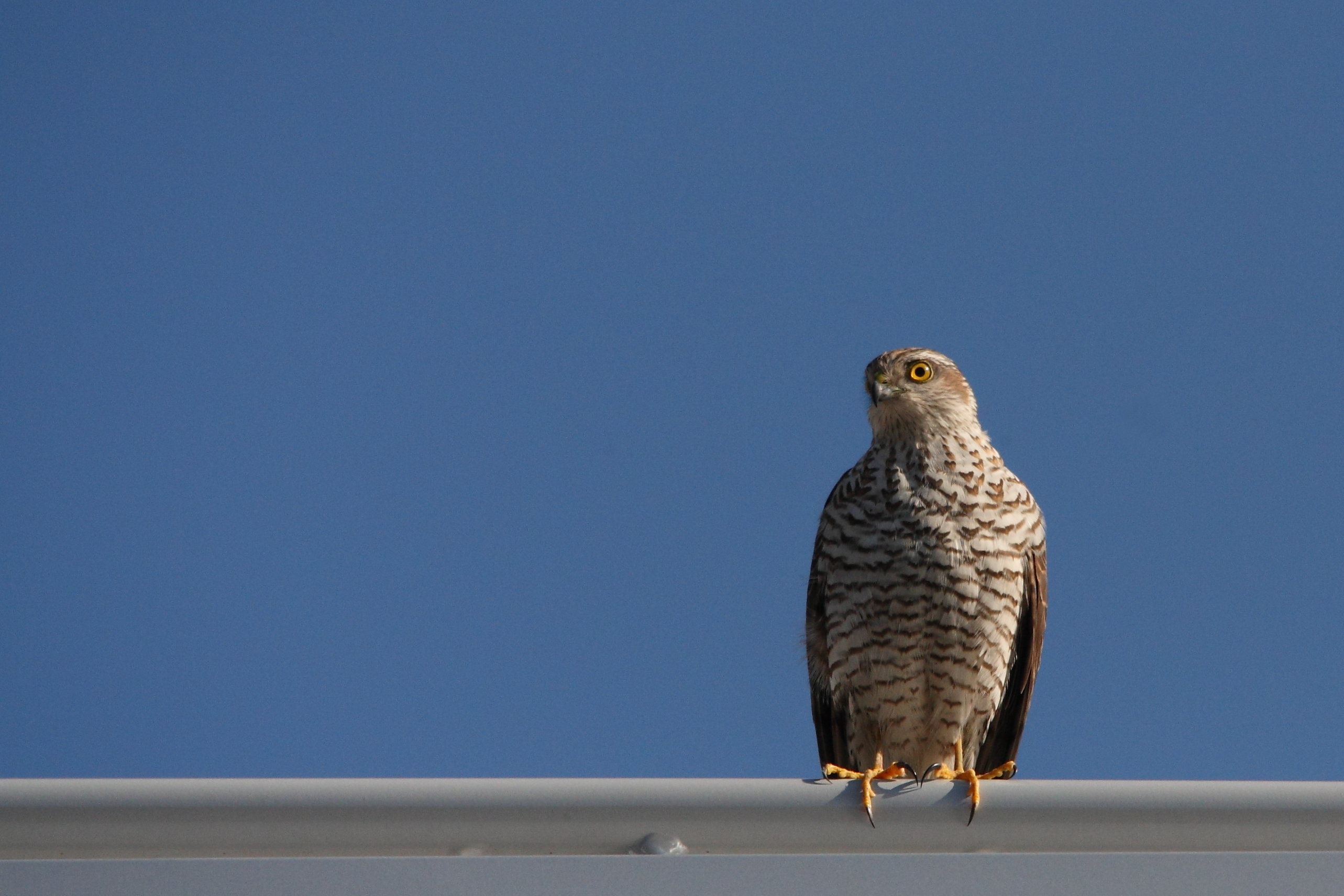 nuovo vicino - il giovane sparviere