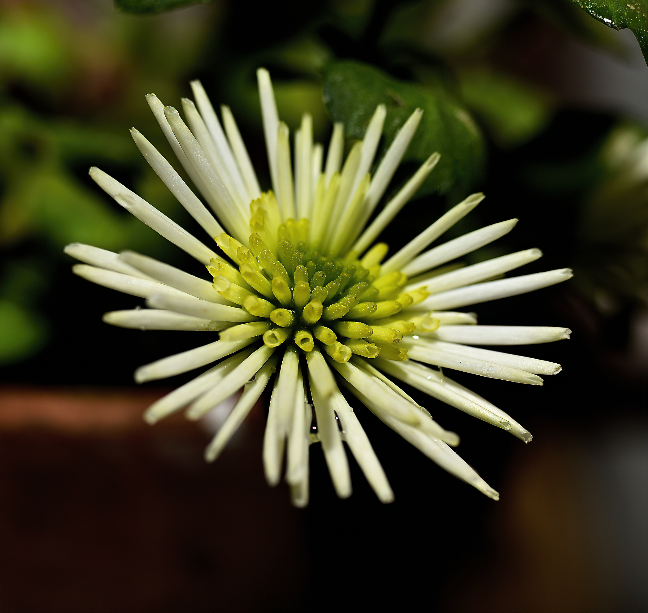 Piccolo fiore invernale