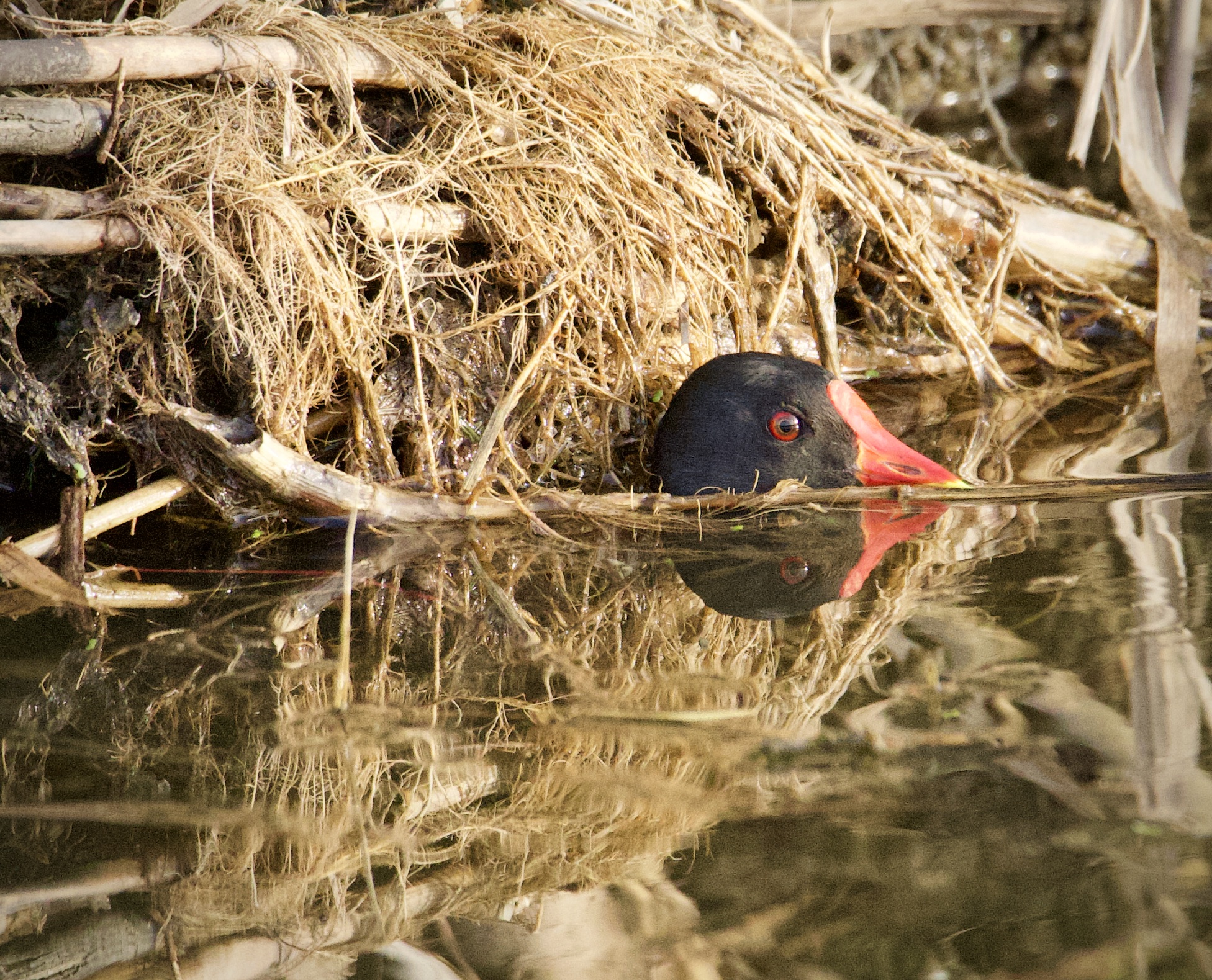 Water gallinule....... Hidden!!!