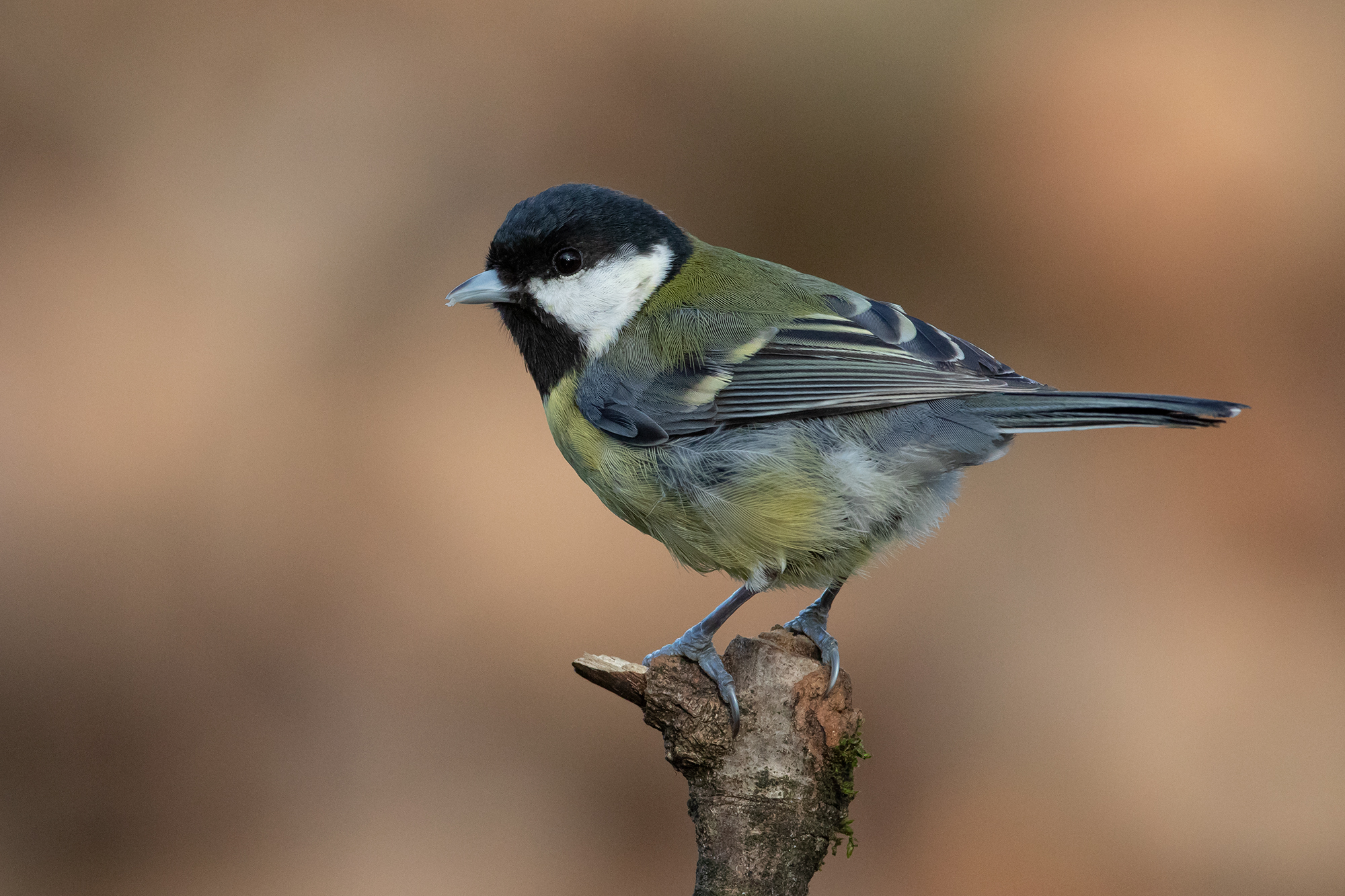 Great tit ( Parus major )
