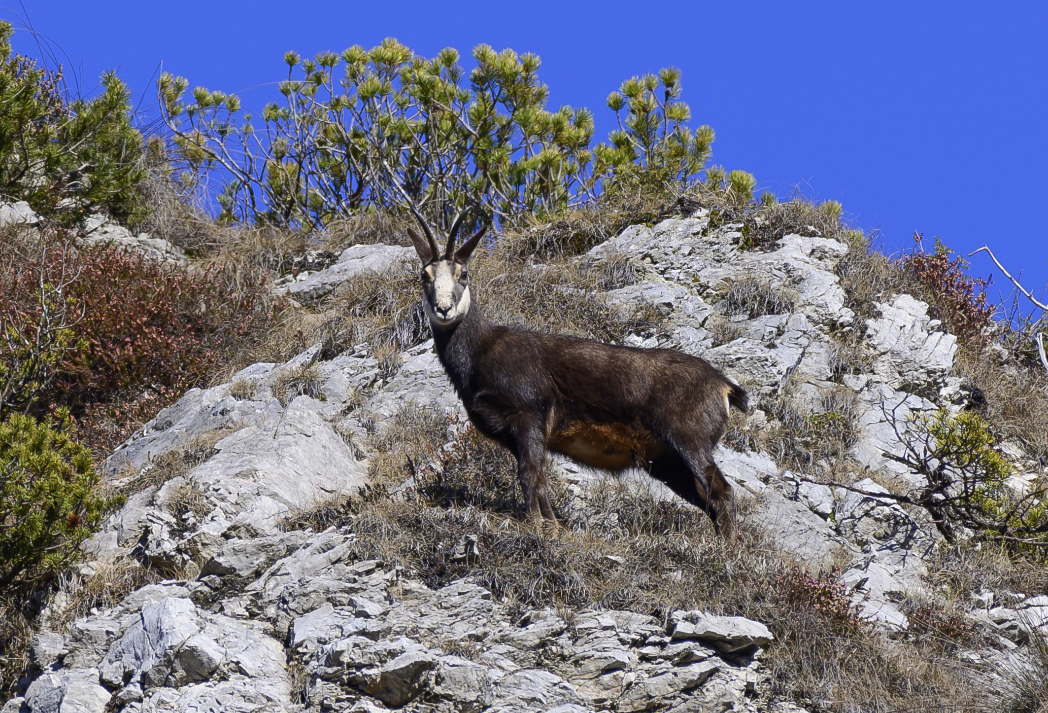 Camoscio val susaibes