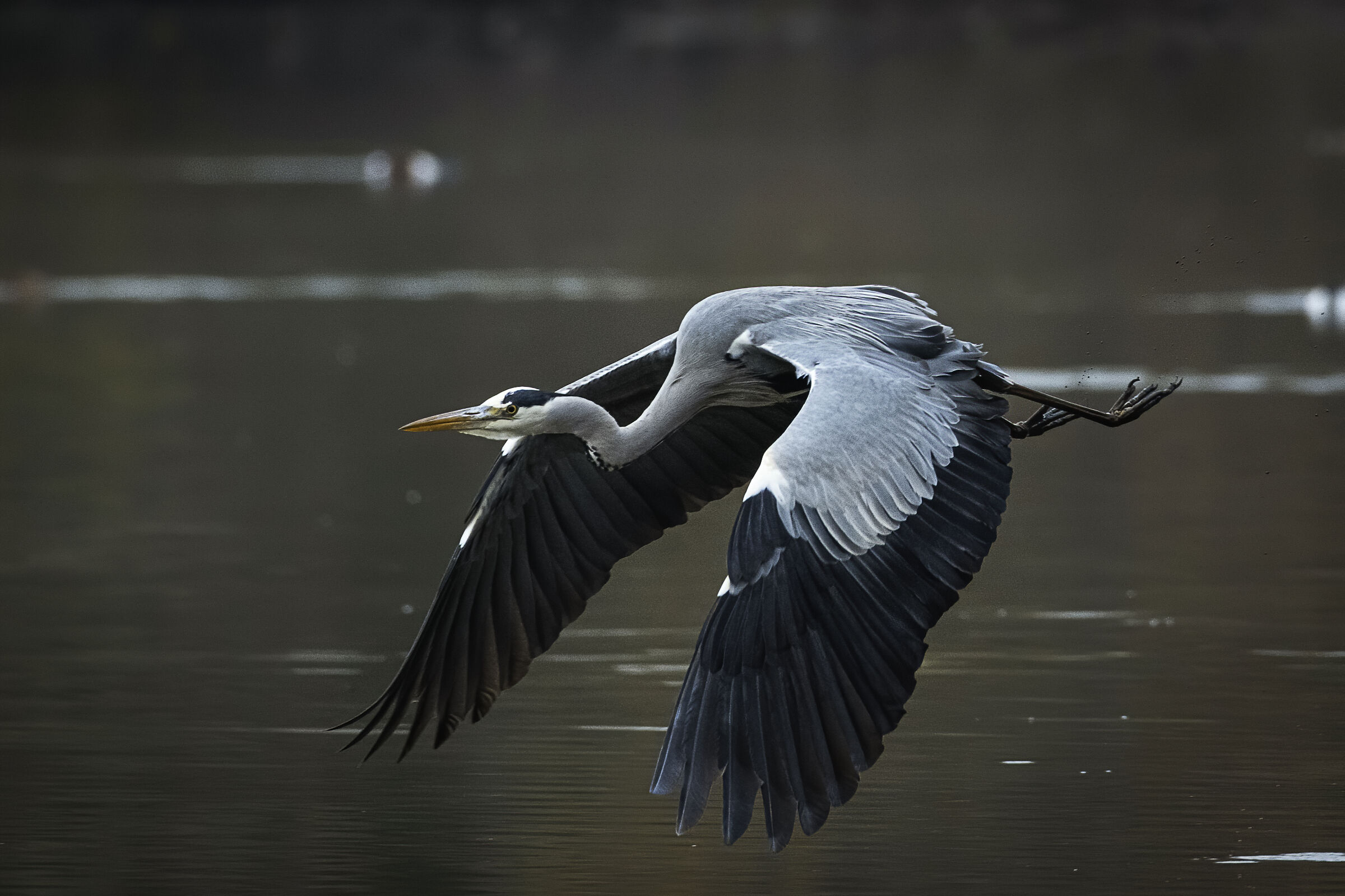 Cenerino a bassa quota