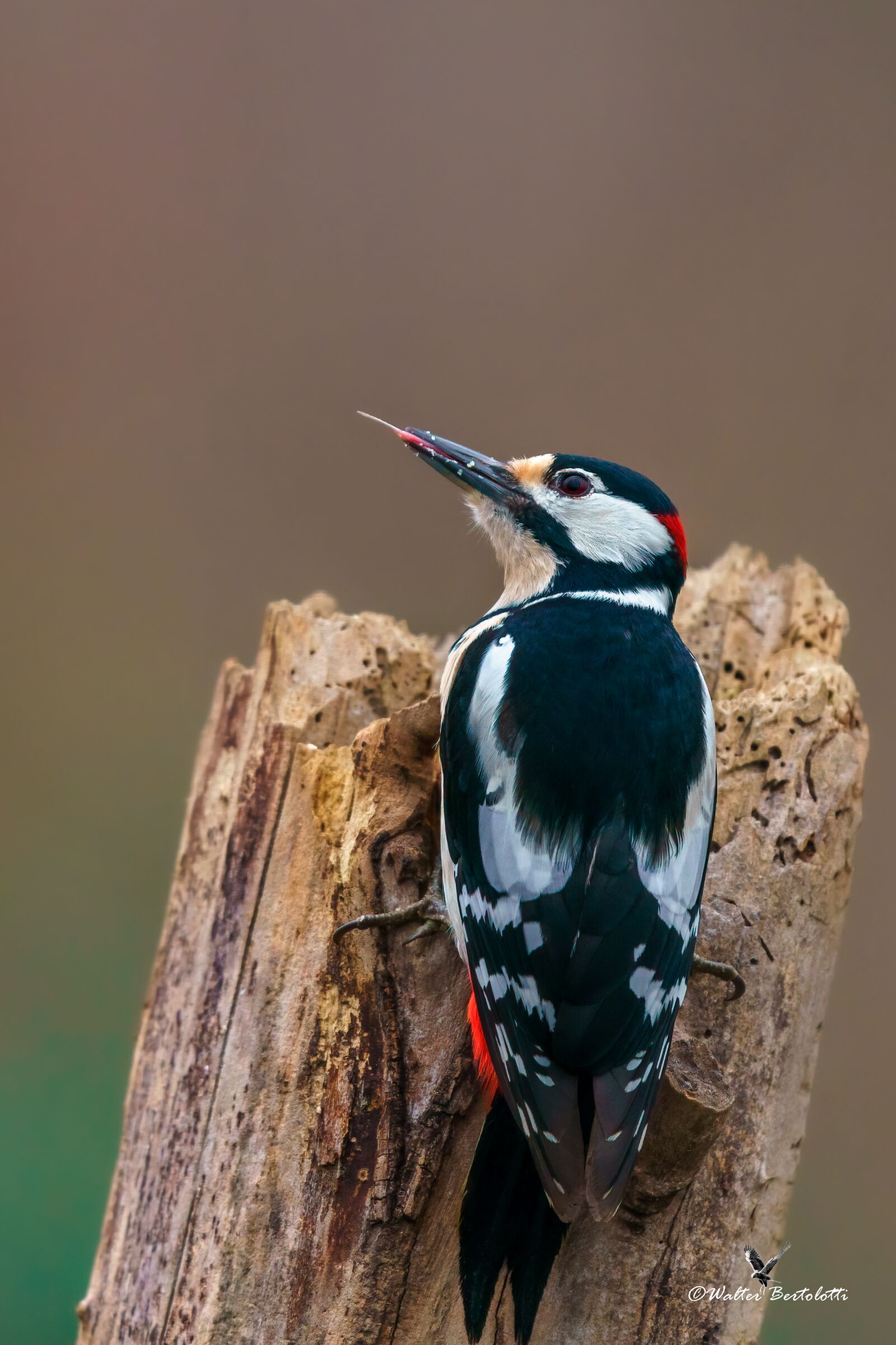 the tongue of the woodpecker