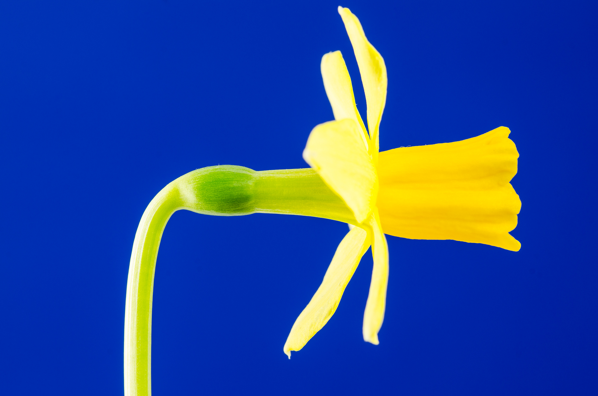 From the Kingdom of Flowers #14
