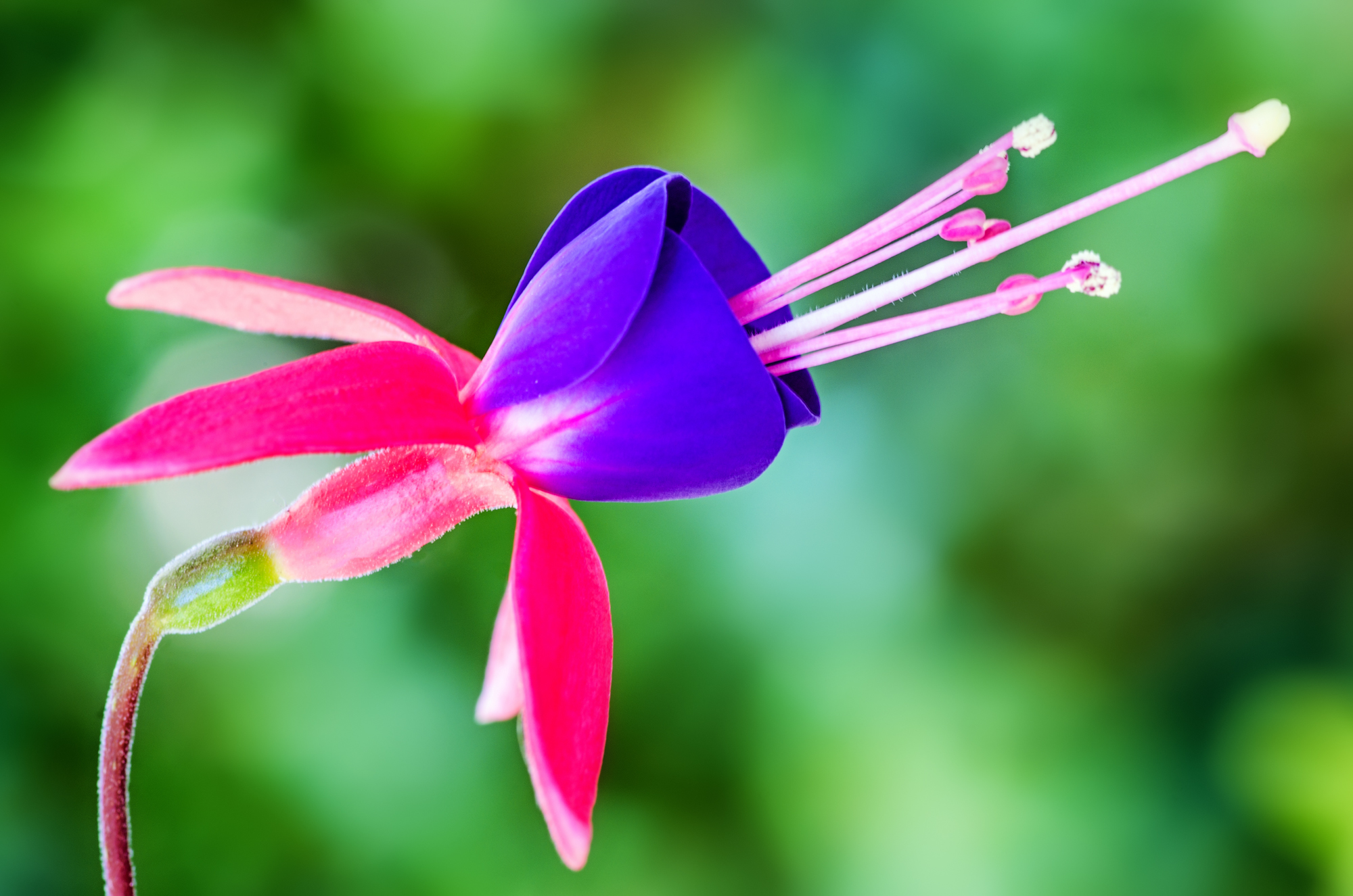 From the Kingdom of Flowers #15