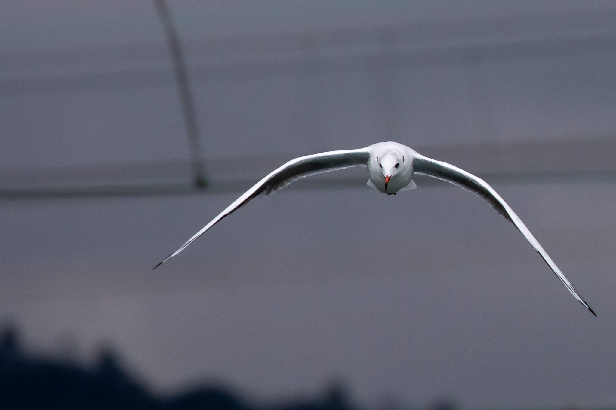 Common seagull in flight