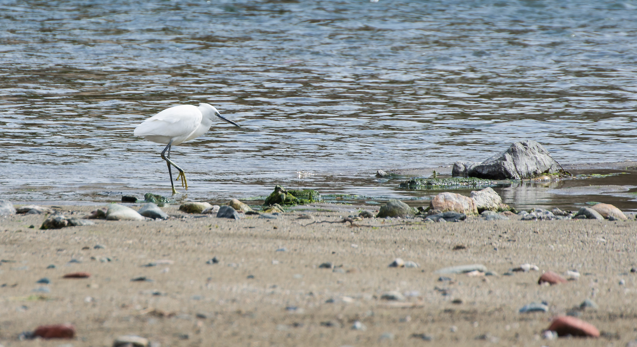 Egret