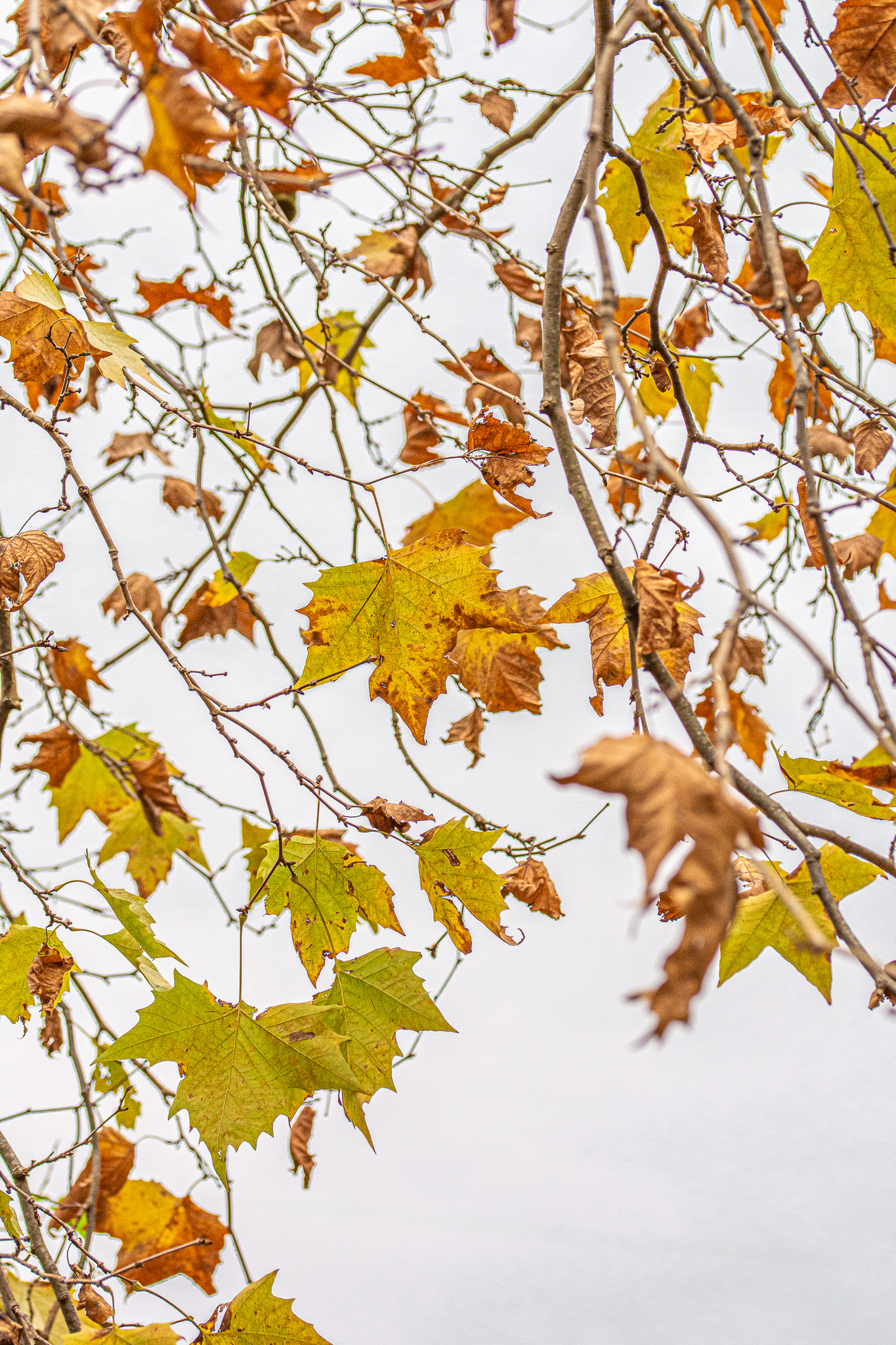 Autumn