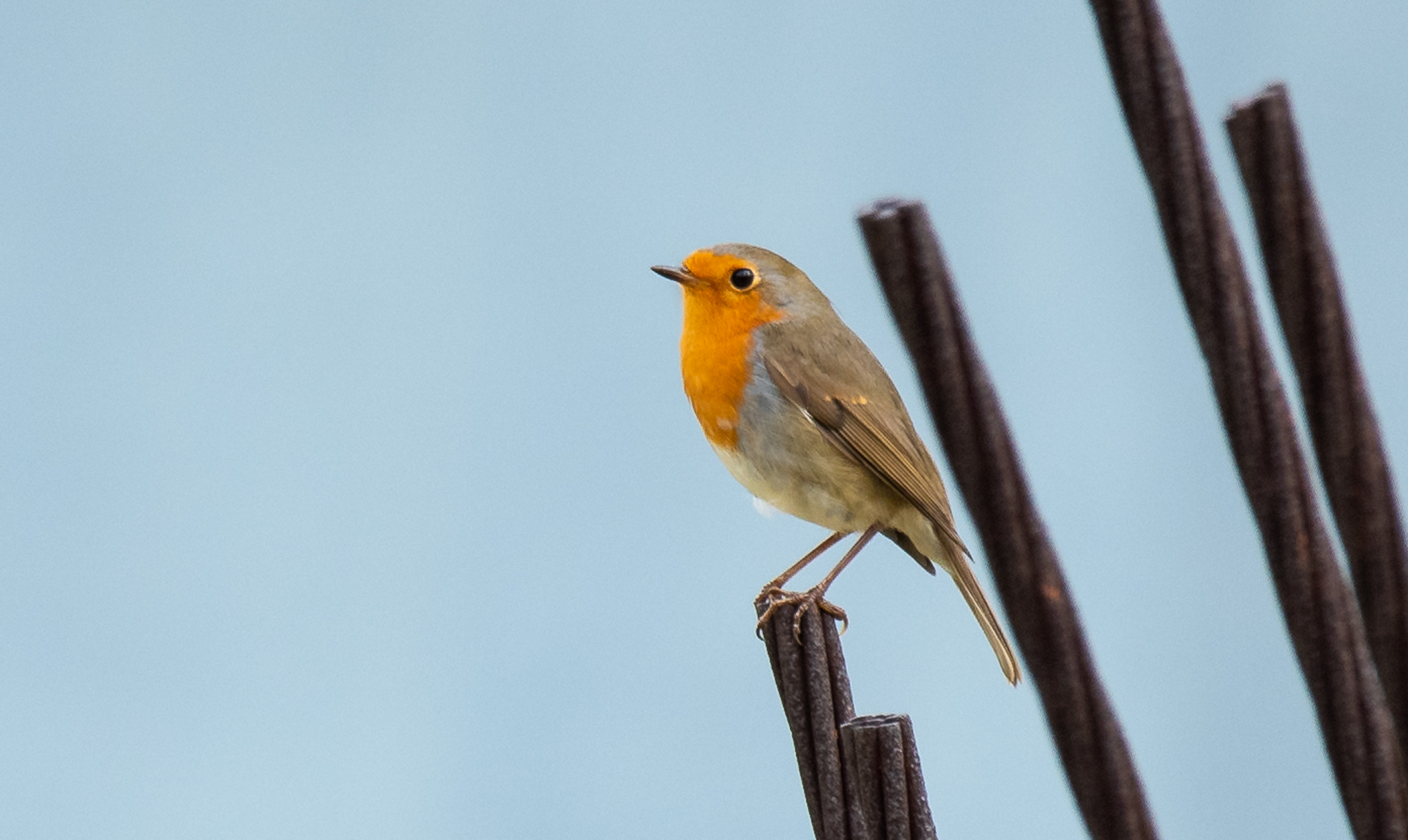 Robin