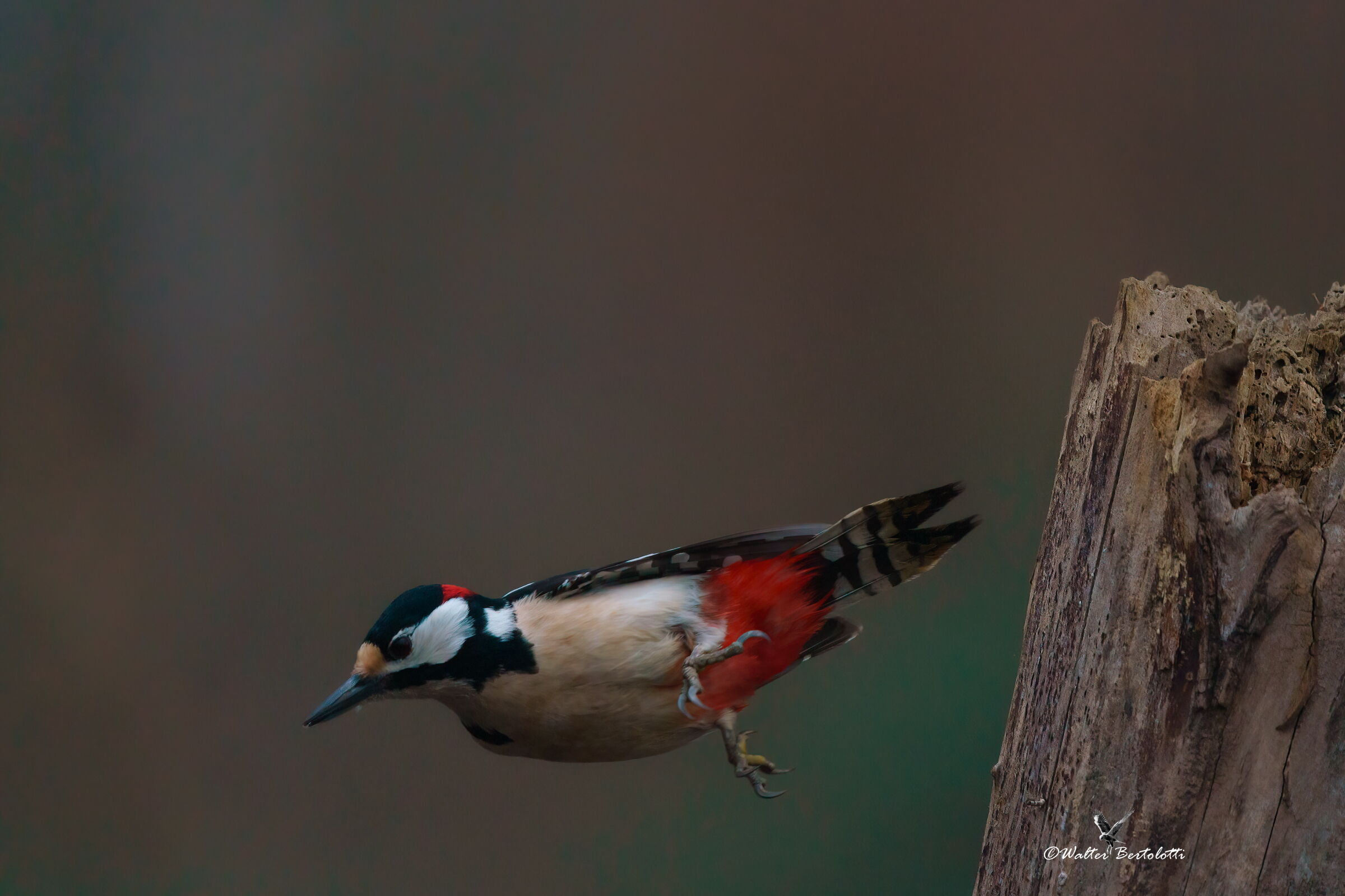 today I throw myself