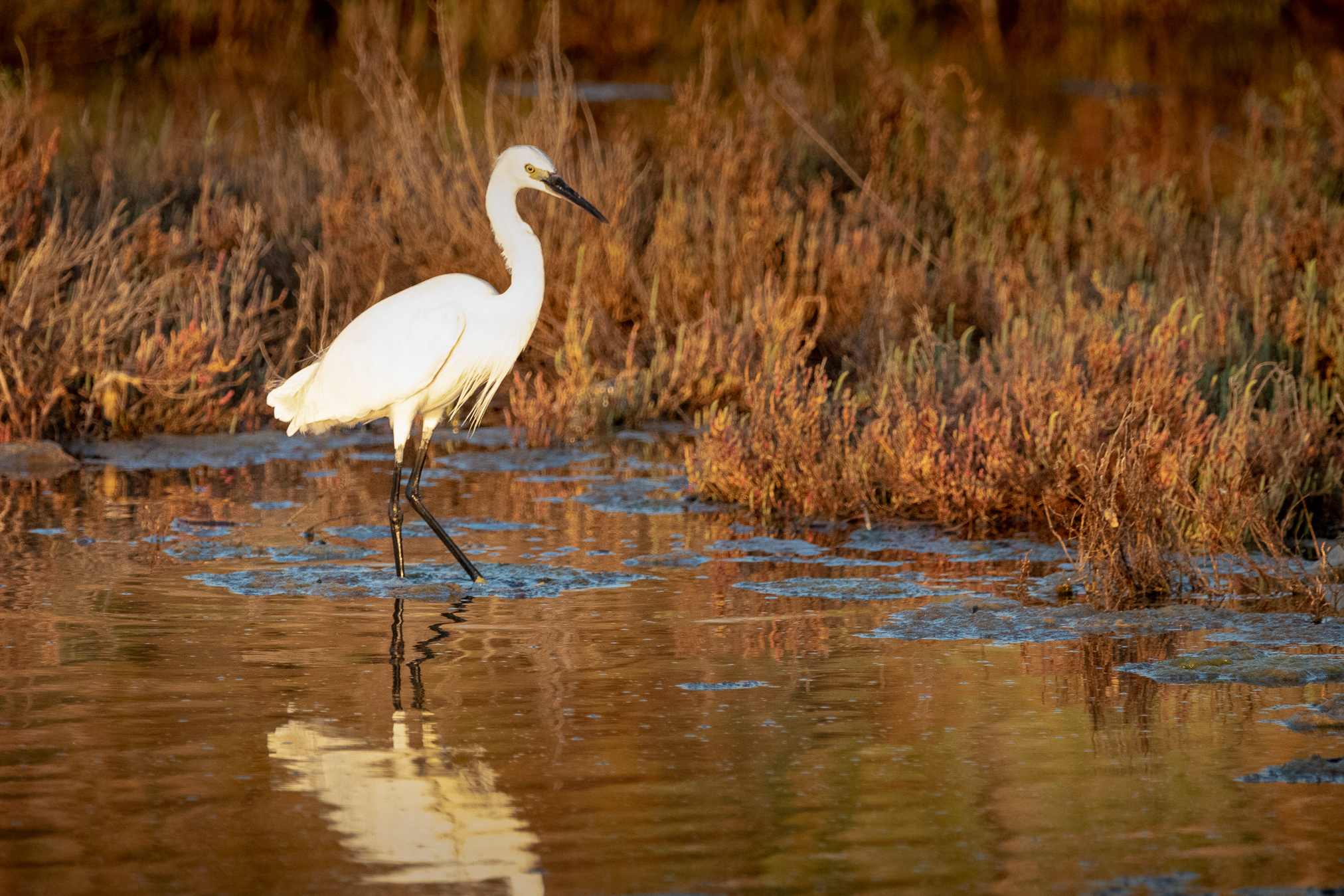 Egretta garzetta