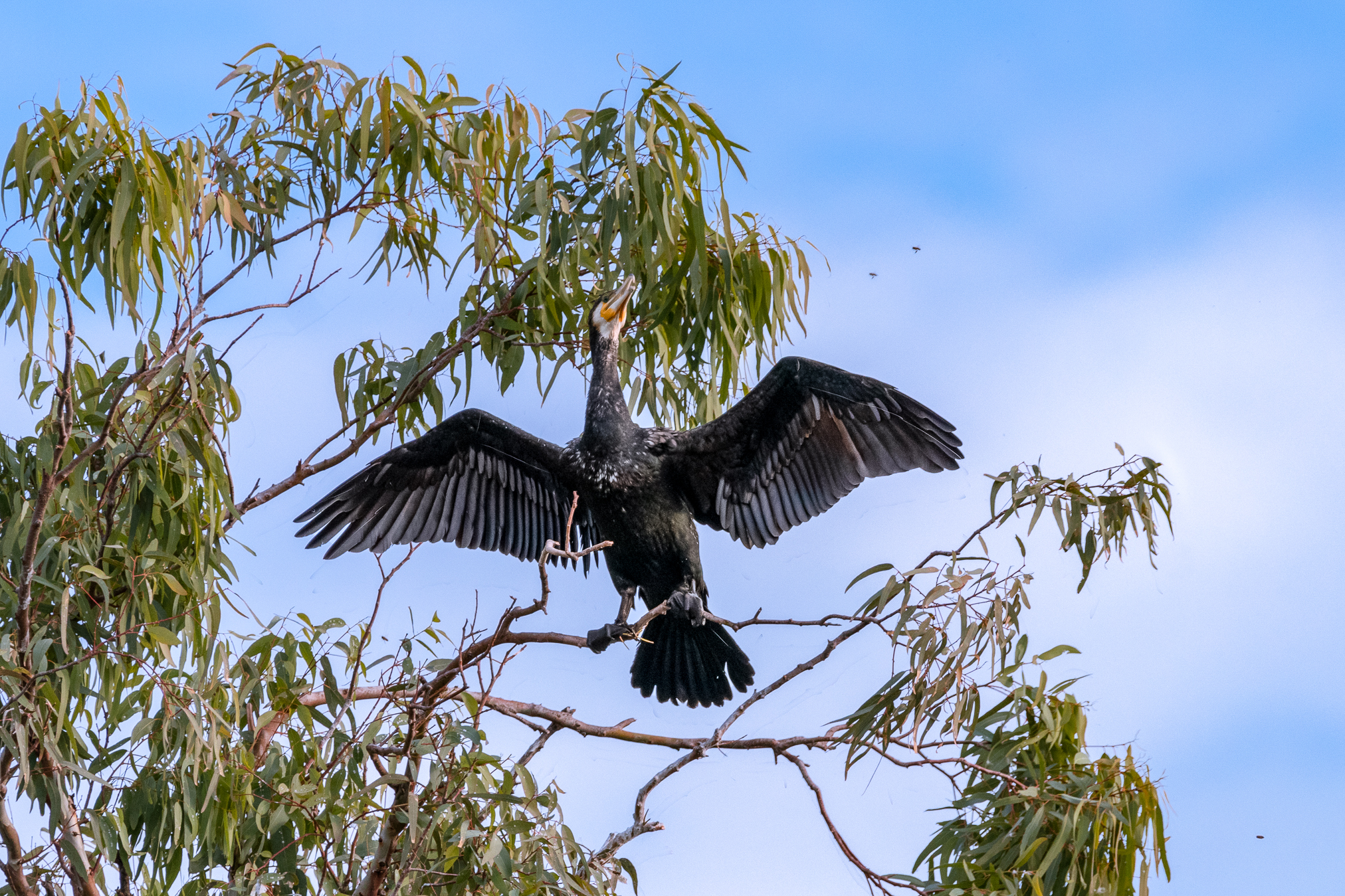 Cormorano