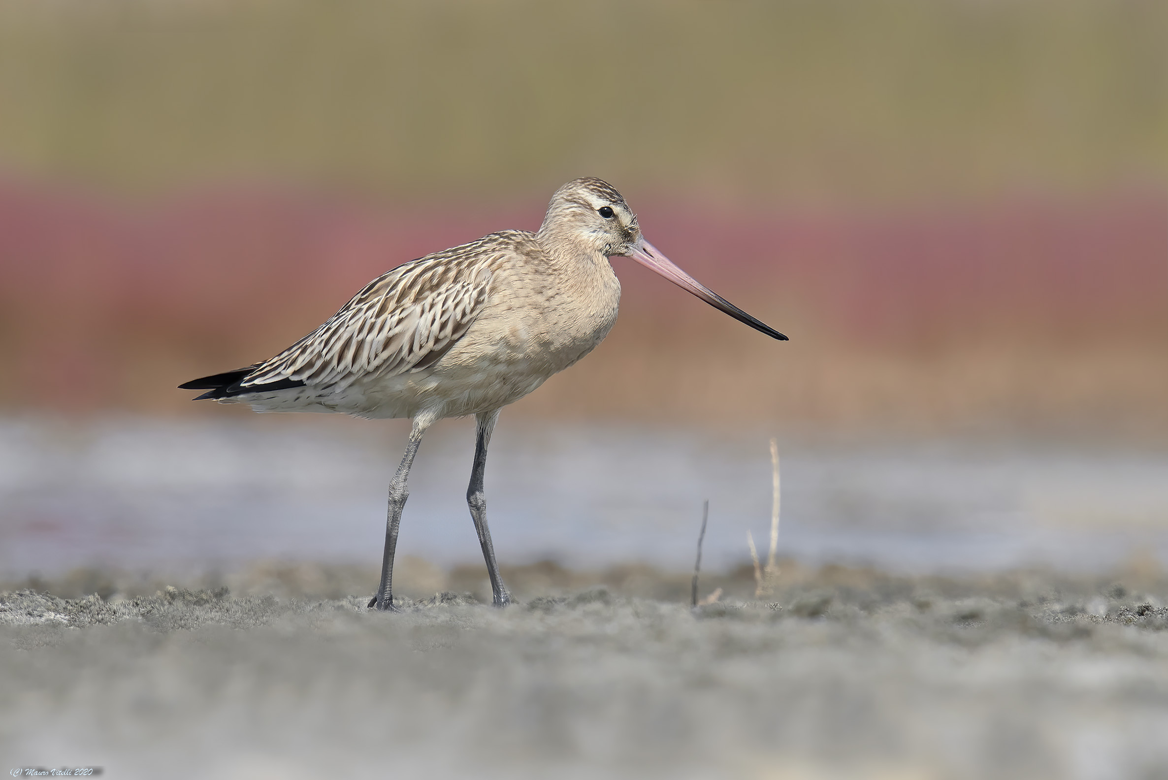 Pittima Minor (Lapland Limosa)