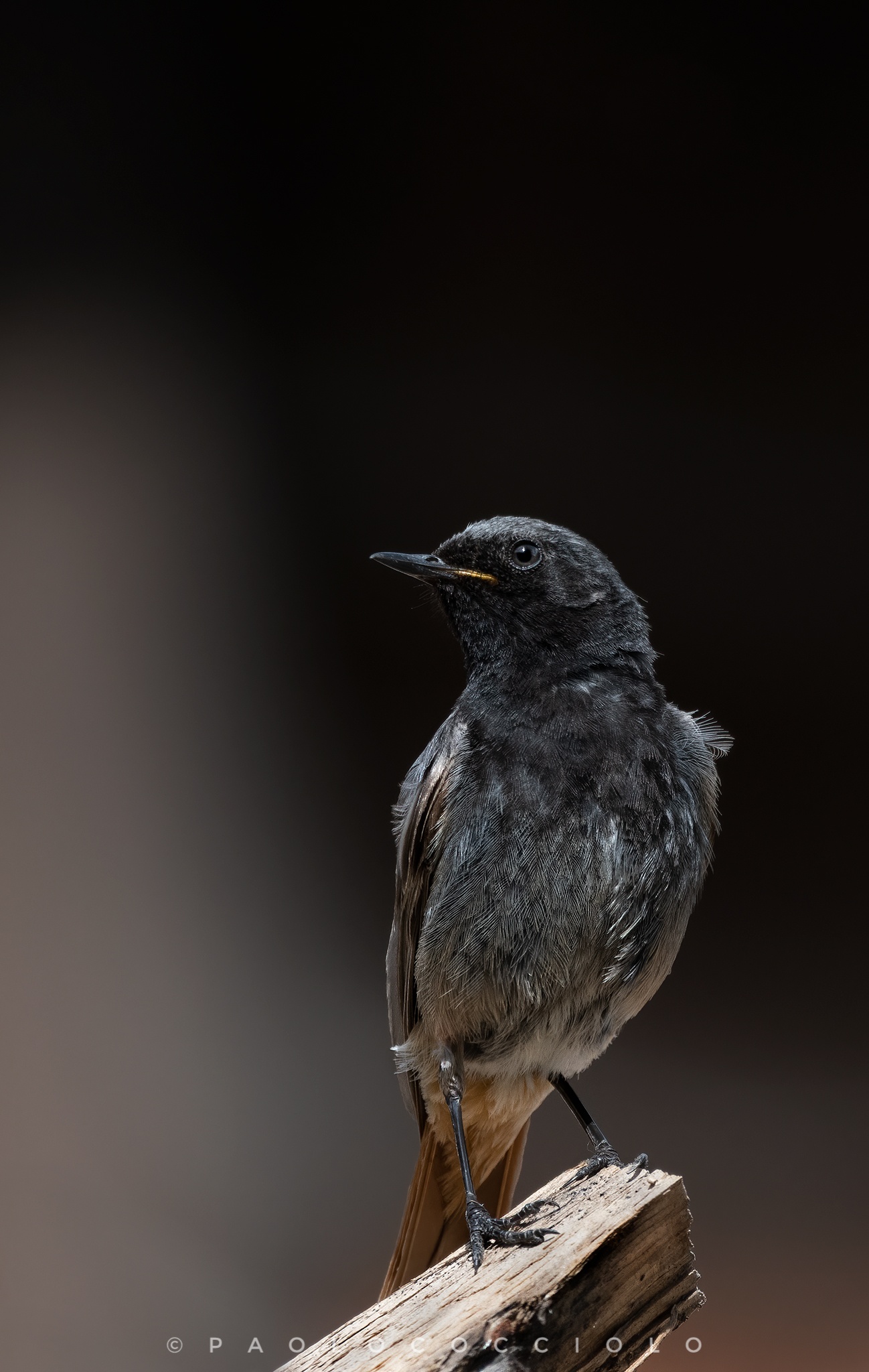 codirosso spazzacamino