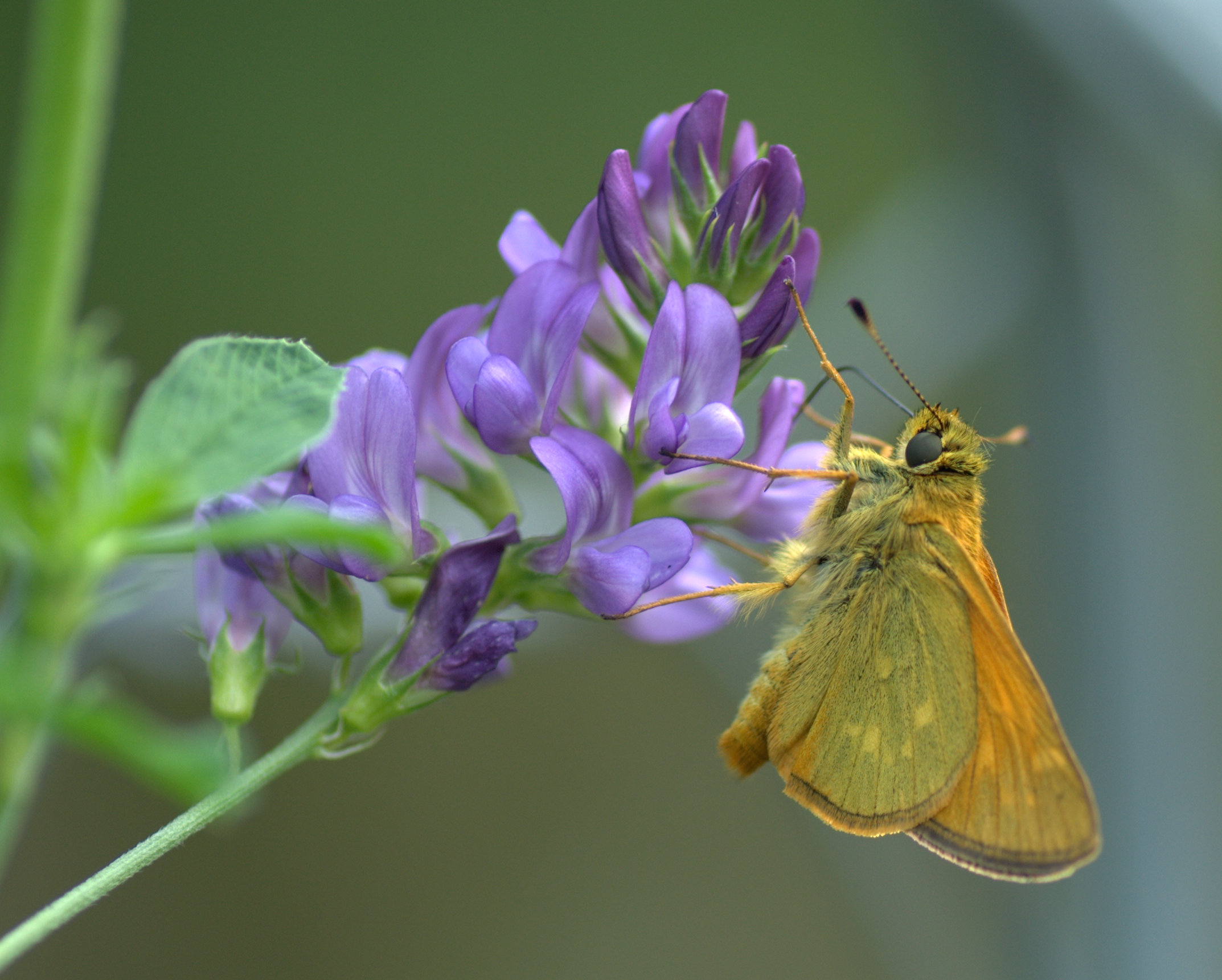 Farfalla su fiore viola