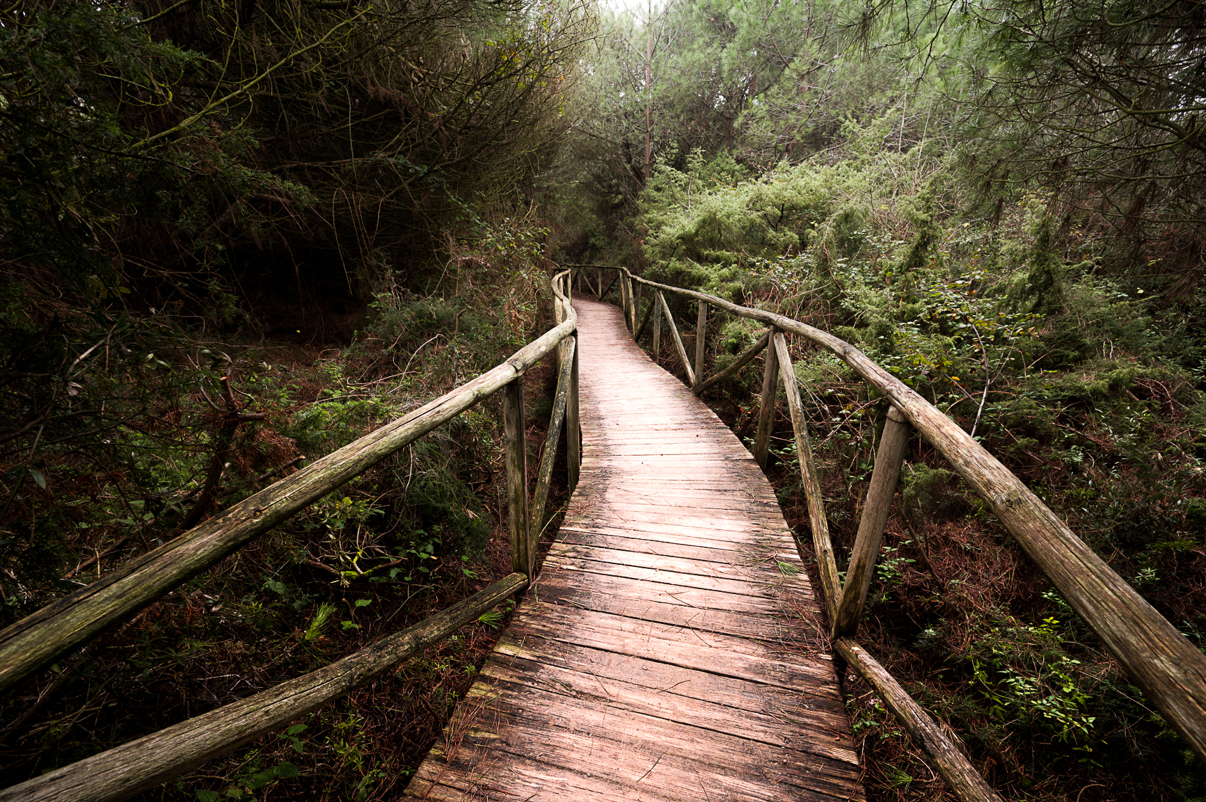 into the wild - the only way