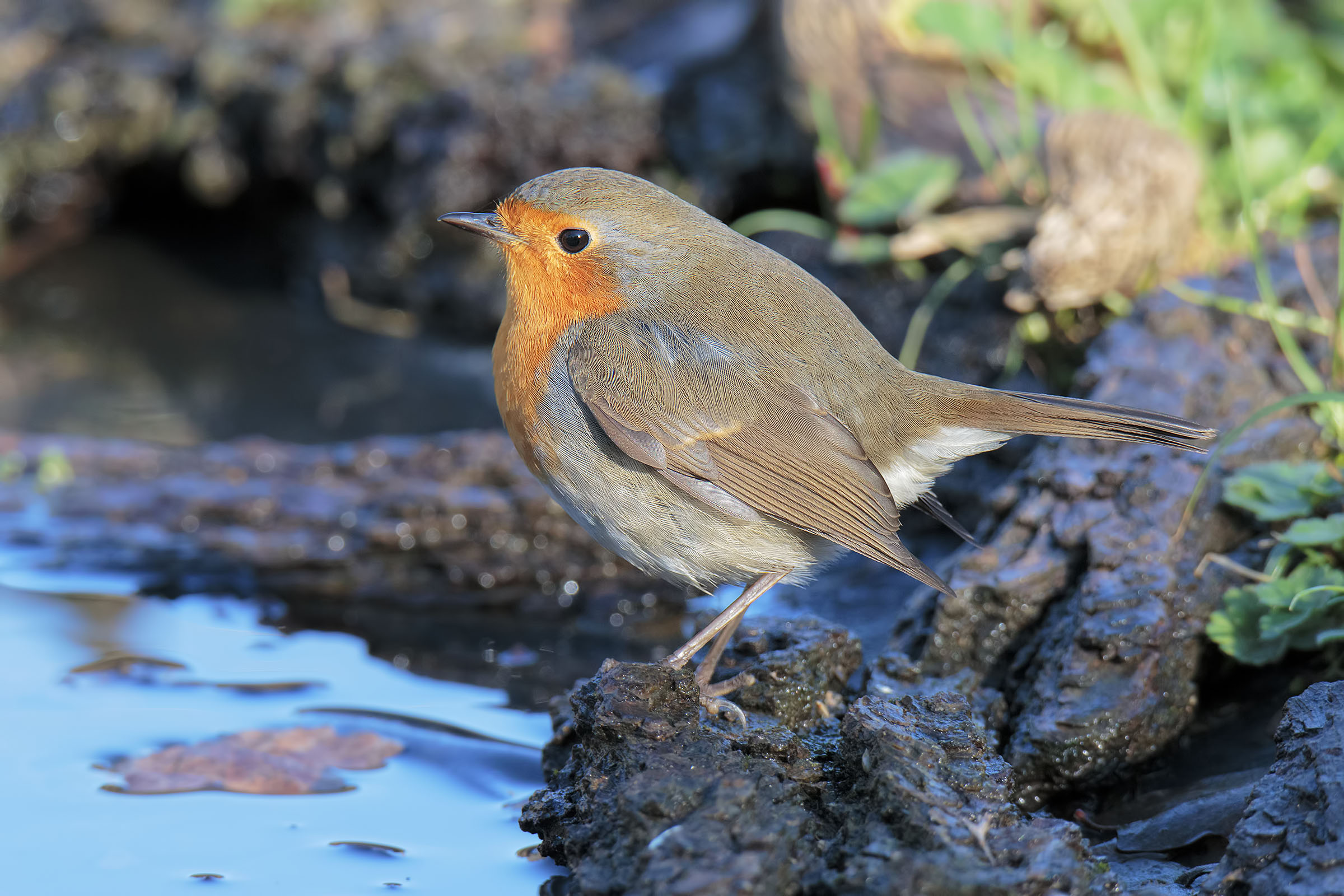 Pronto per il bagnetto invernale