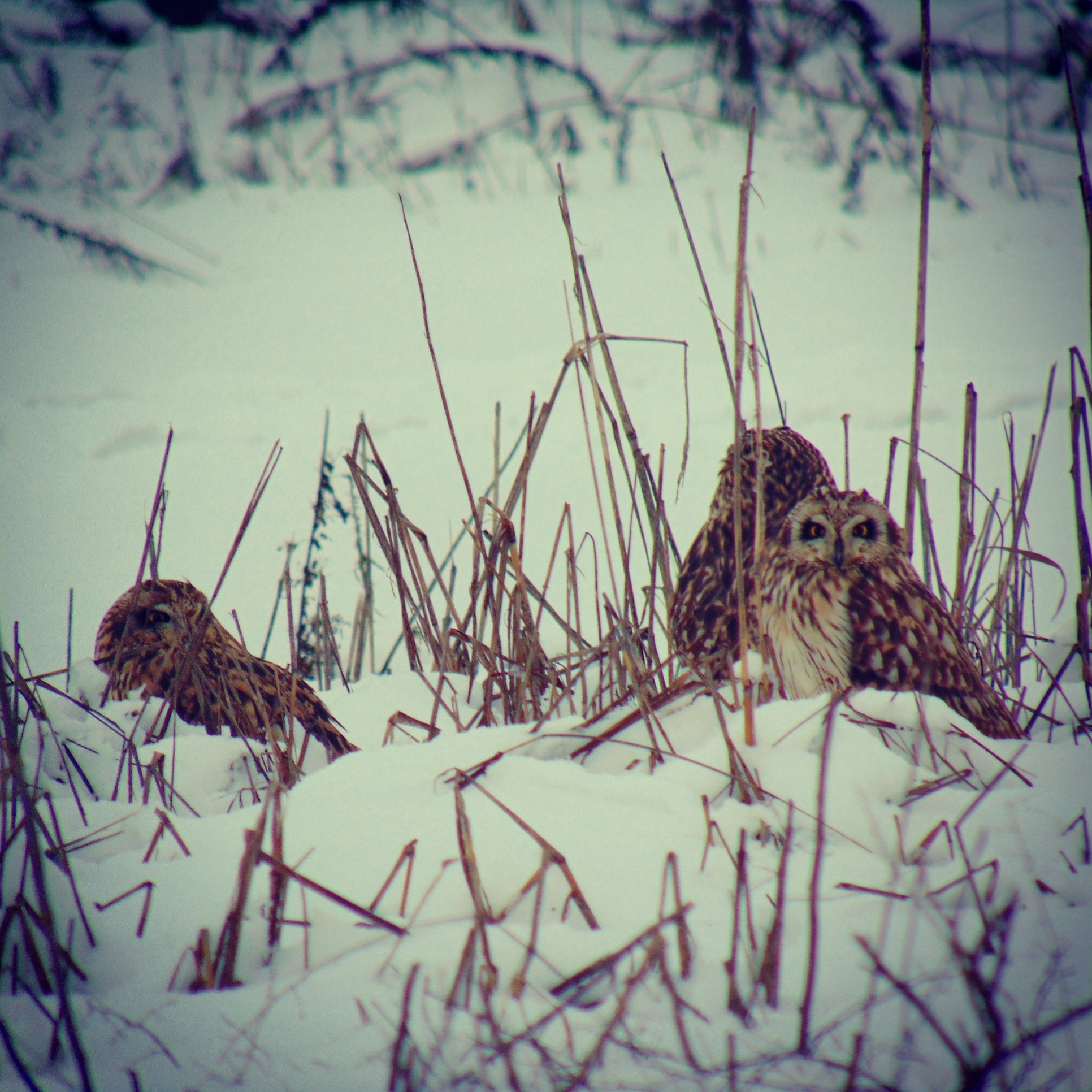 Swamp owls