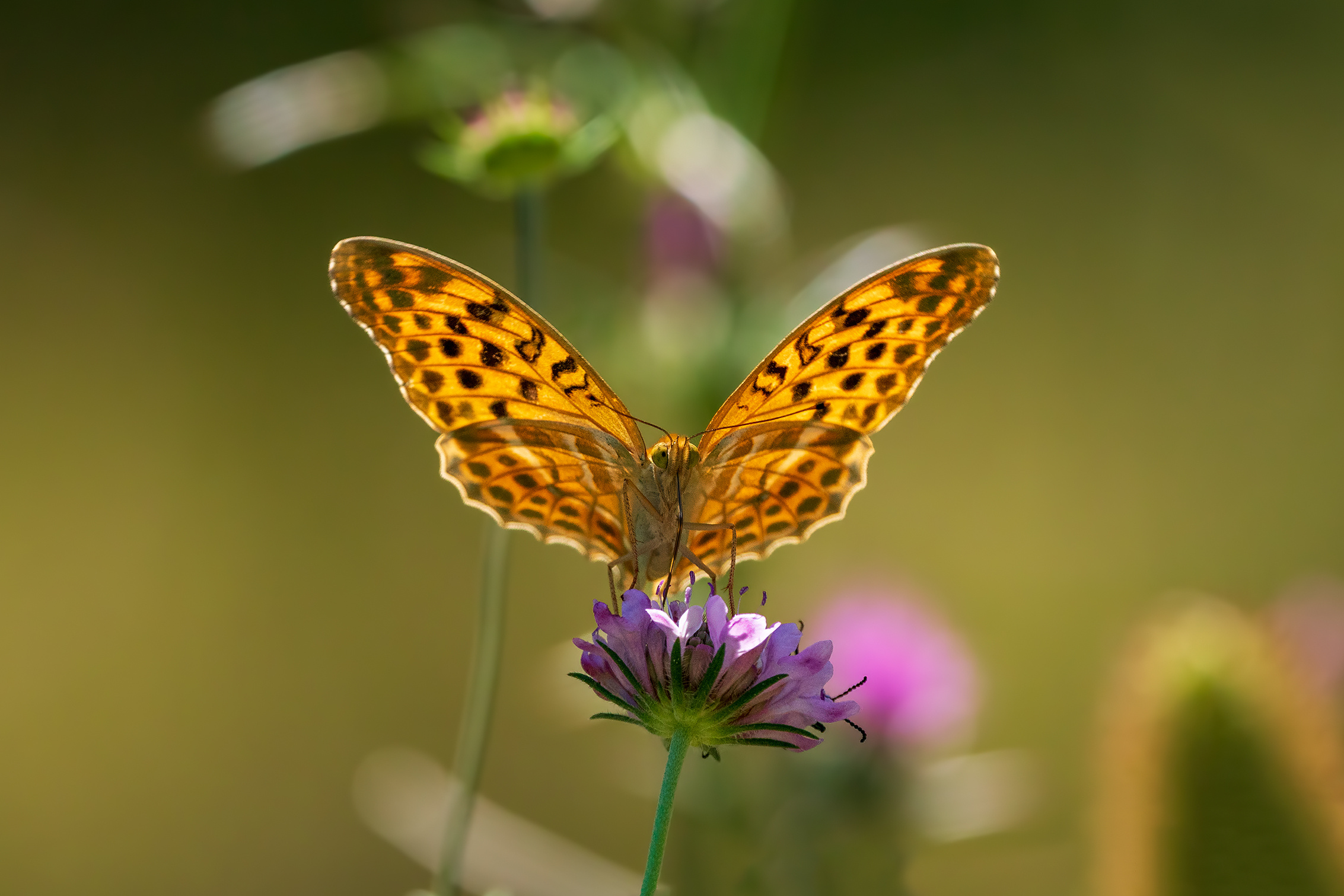 Pafia (Argynnis paphia)