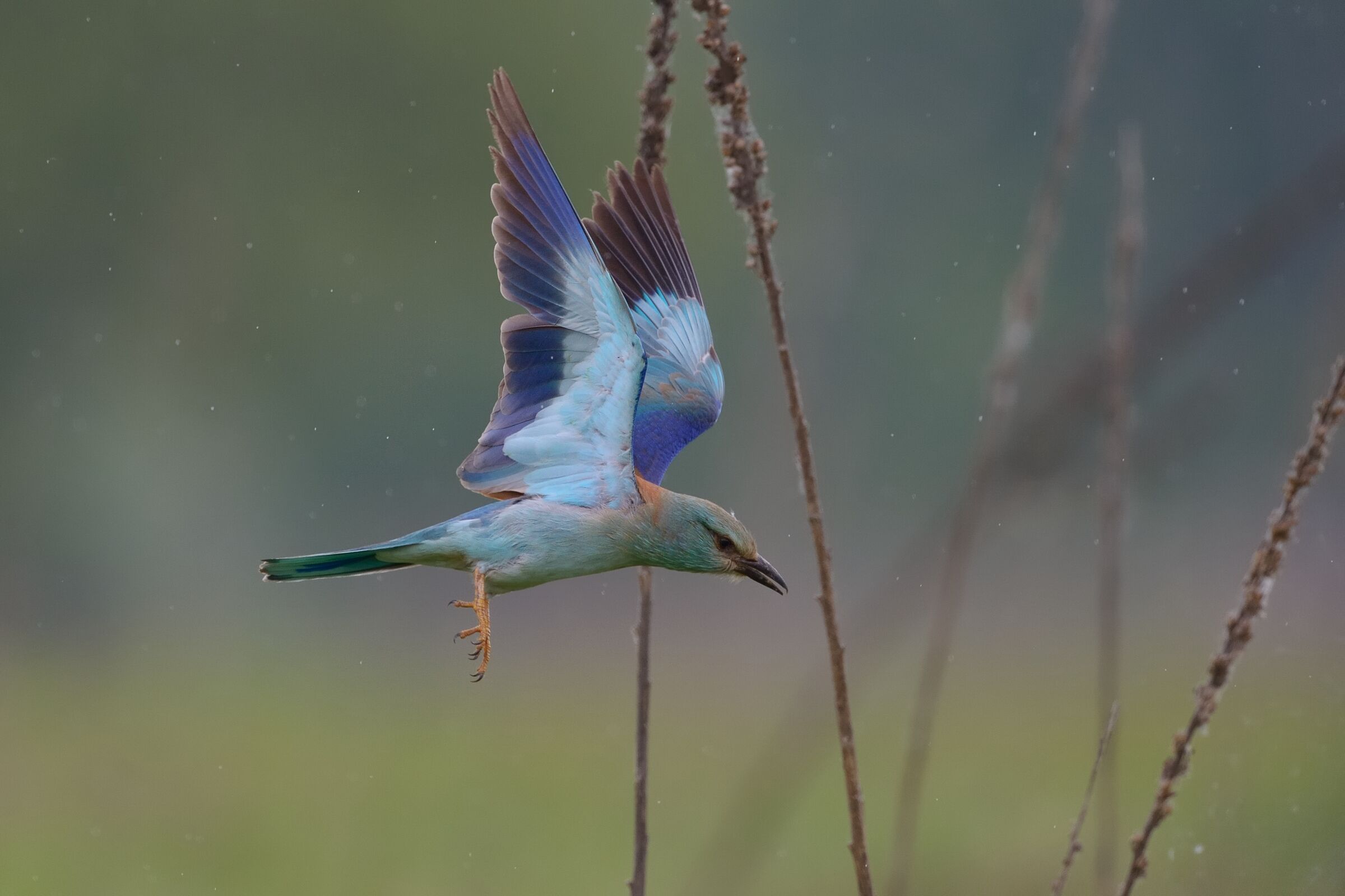 Ghiandaia marina (Coracias garrulus)