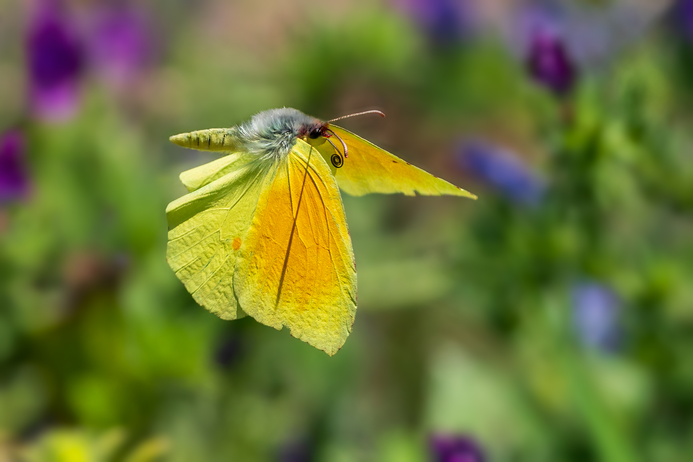 Gonepteryx cleopatra