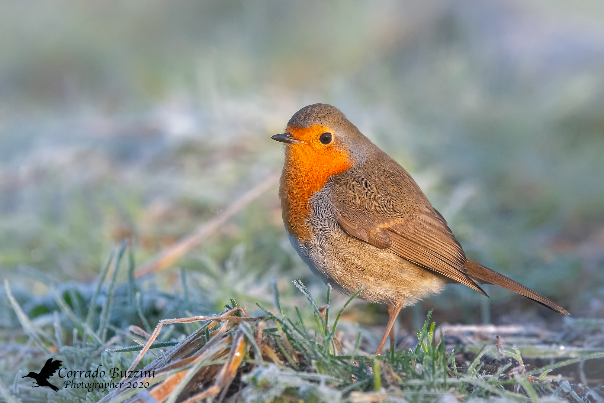 Robin