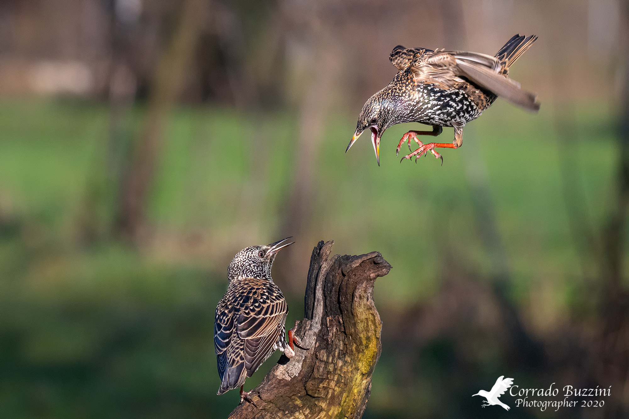 stornelli - Wikipedia