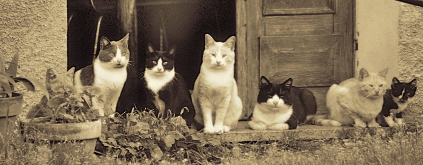 The Band of The Magnificent Seven