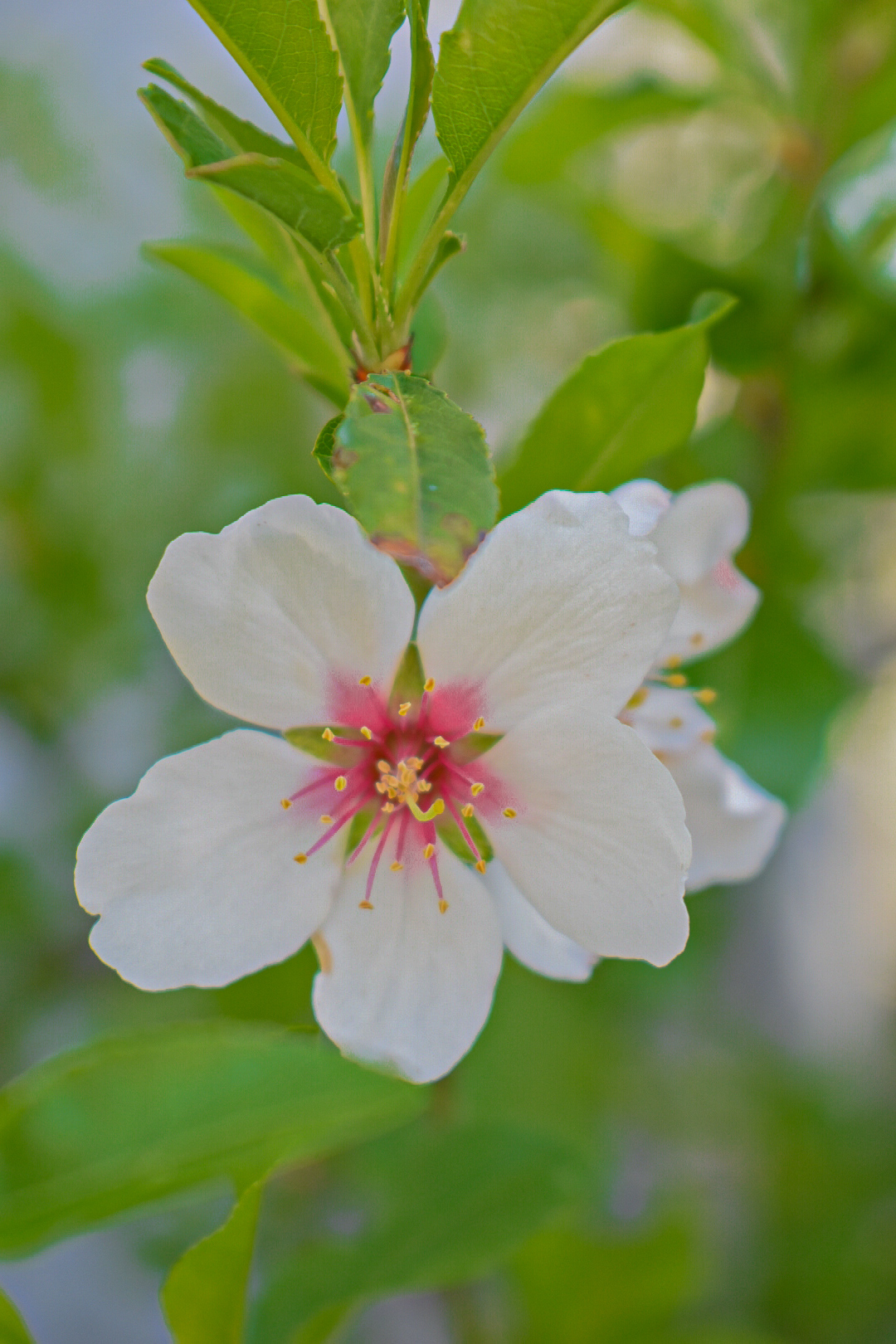 Peach blossom, Spring