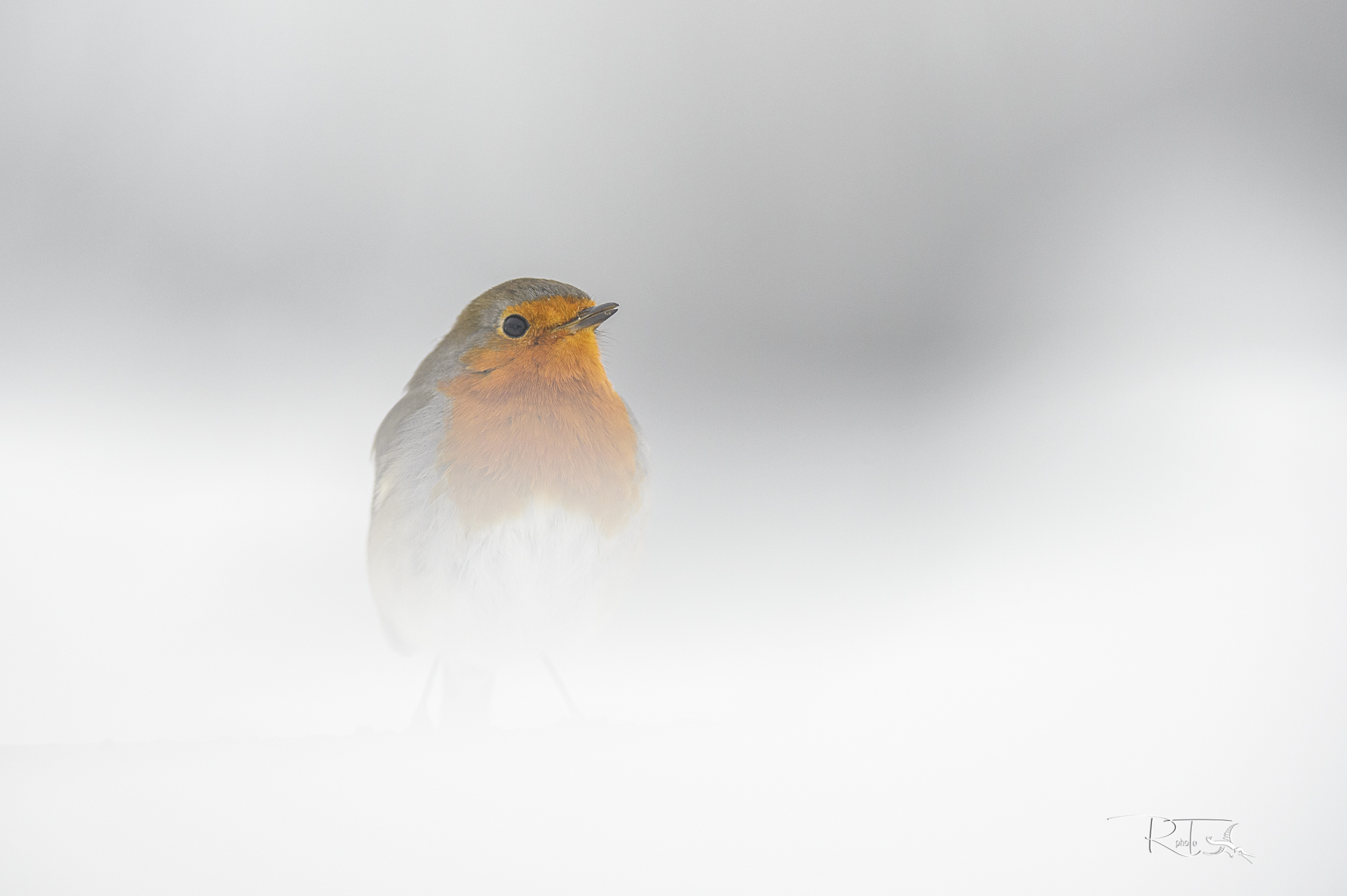 il pettirosso e la neve