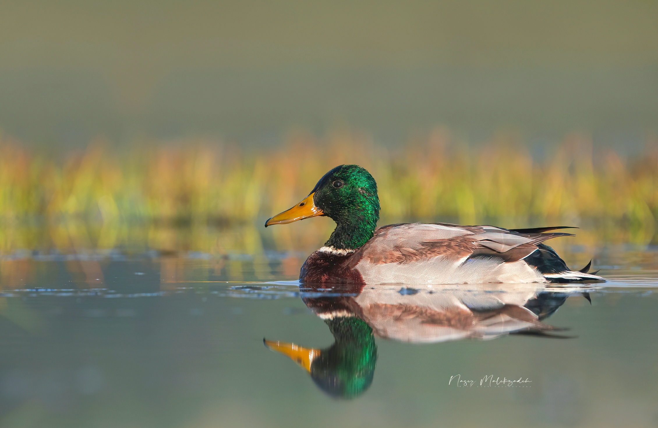 Mallard