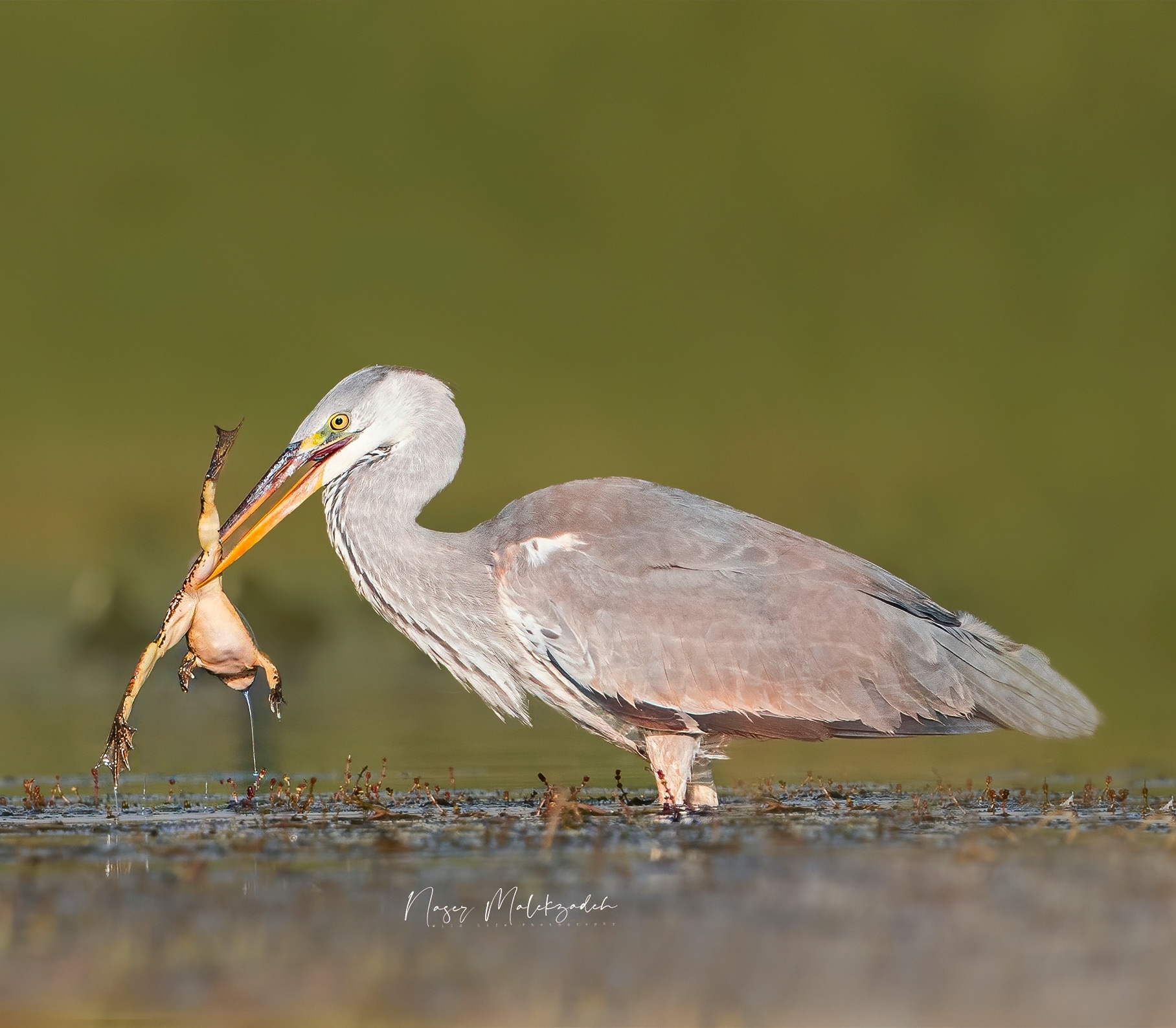 Grey heron
