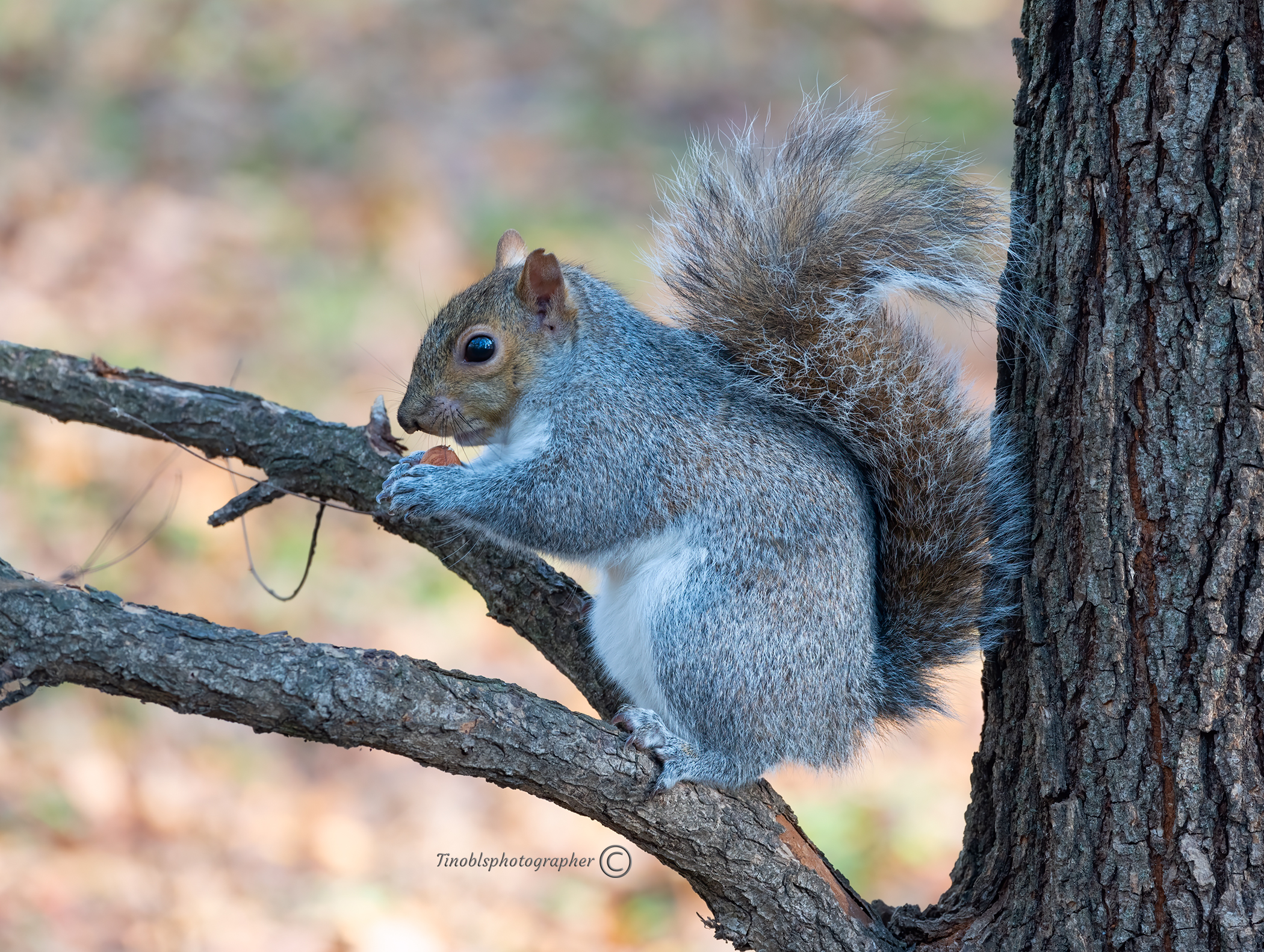 Scoiattolo....prova Z6 II