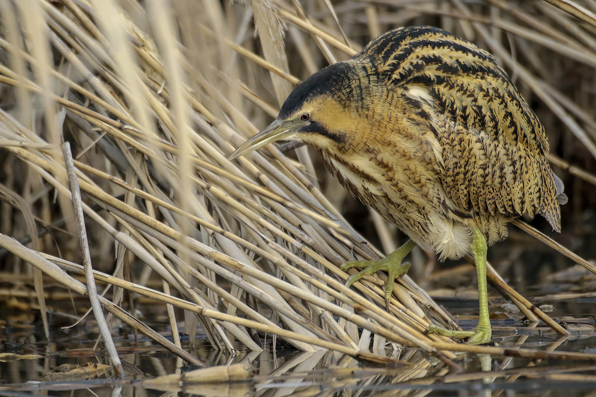 avanzando nel canneto, tarabuso