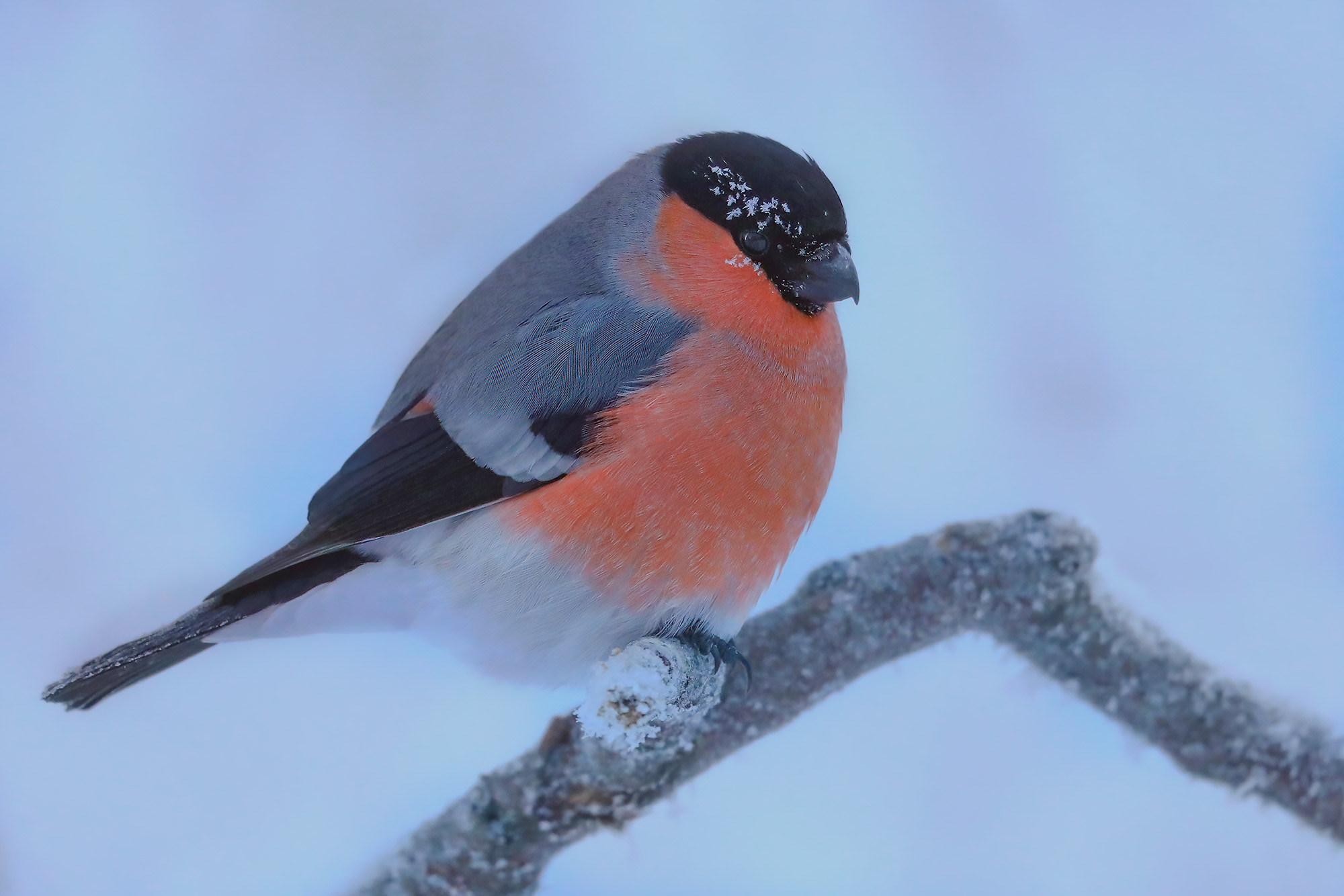 bestia che freddo, ciuffolotto