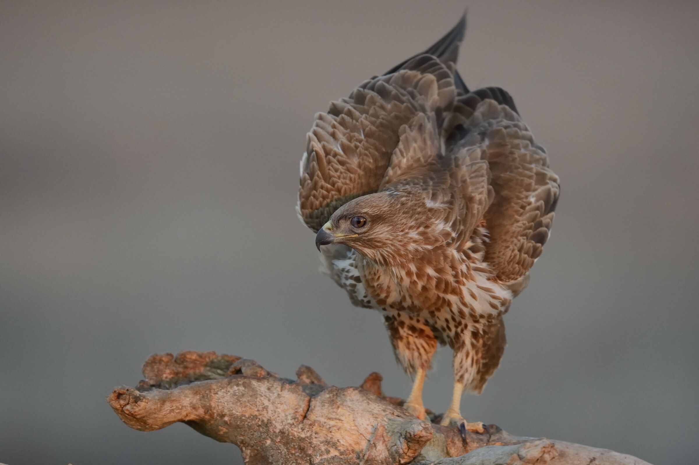 Poiana (Buteo buteo)