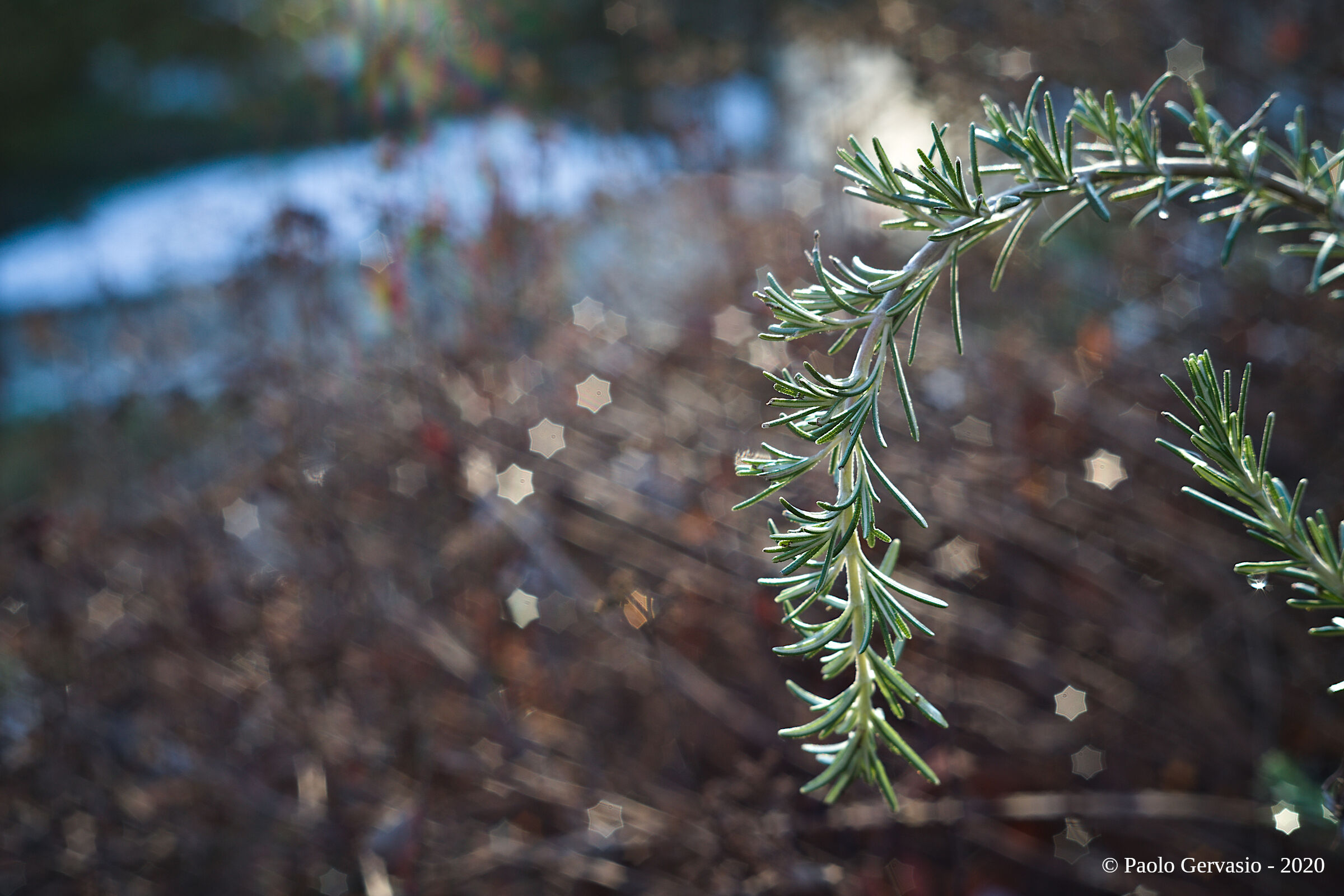 Michelin-starred chef rosemary
