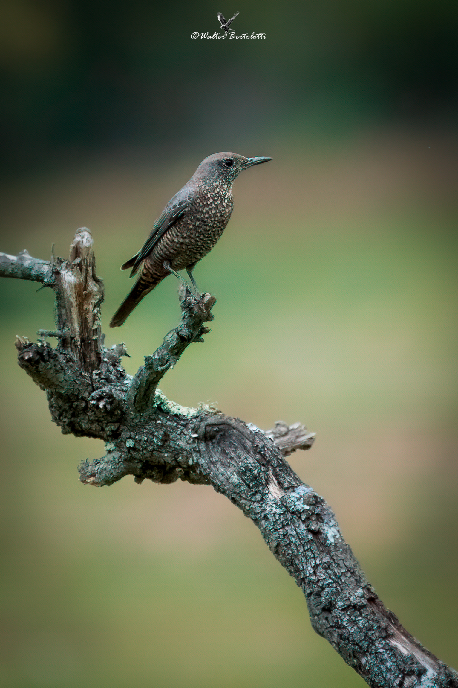 Monticola solitarius (f)