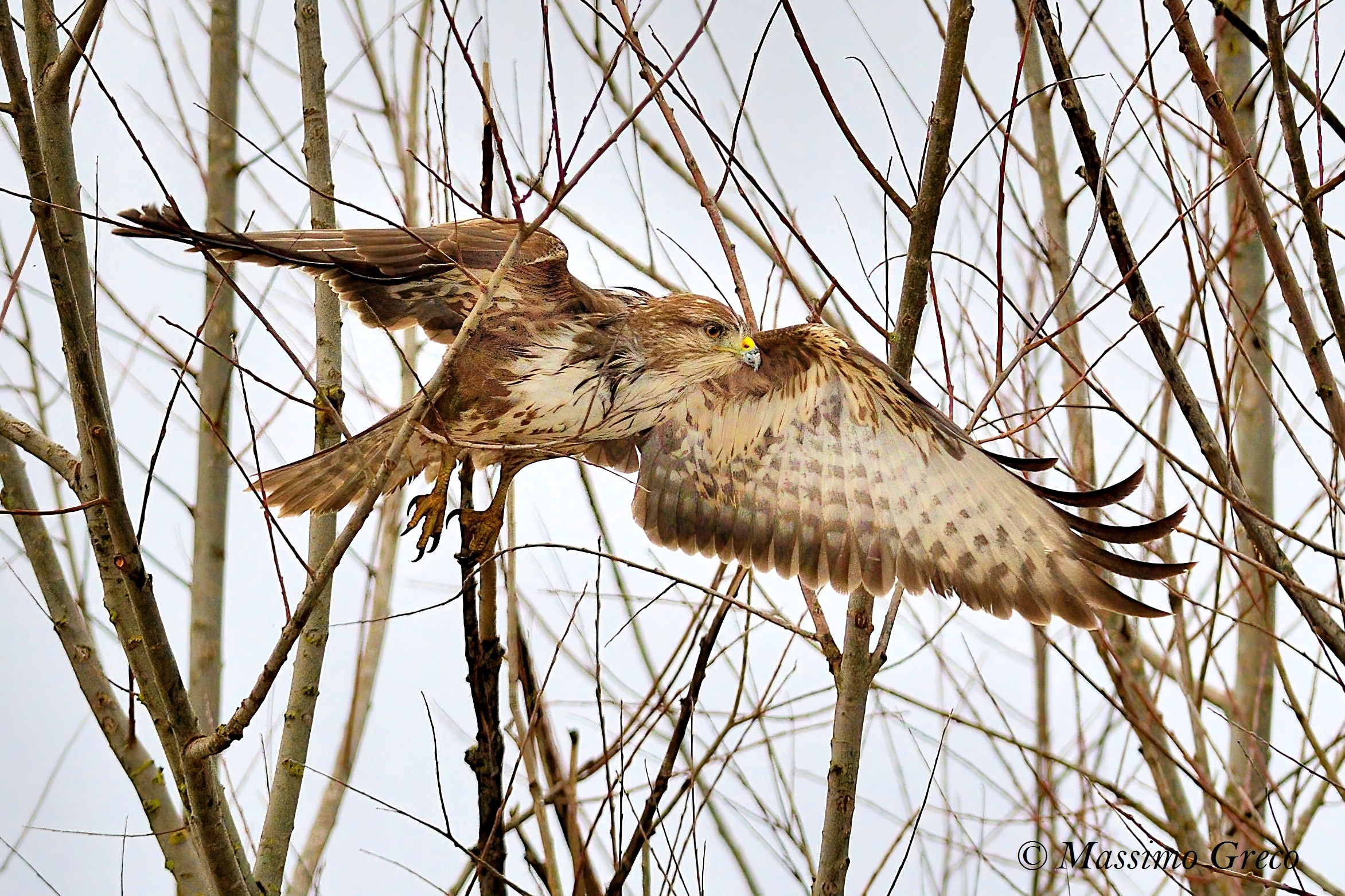 Poiana comune (Buteo buteo)