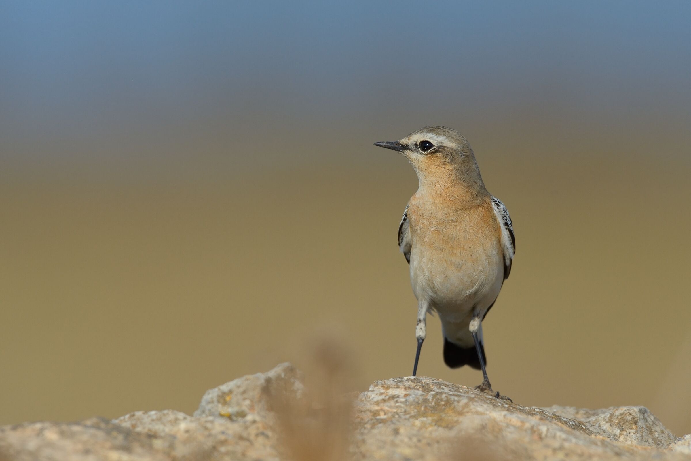 Culbianco Department (Oenanthe oenanthe)